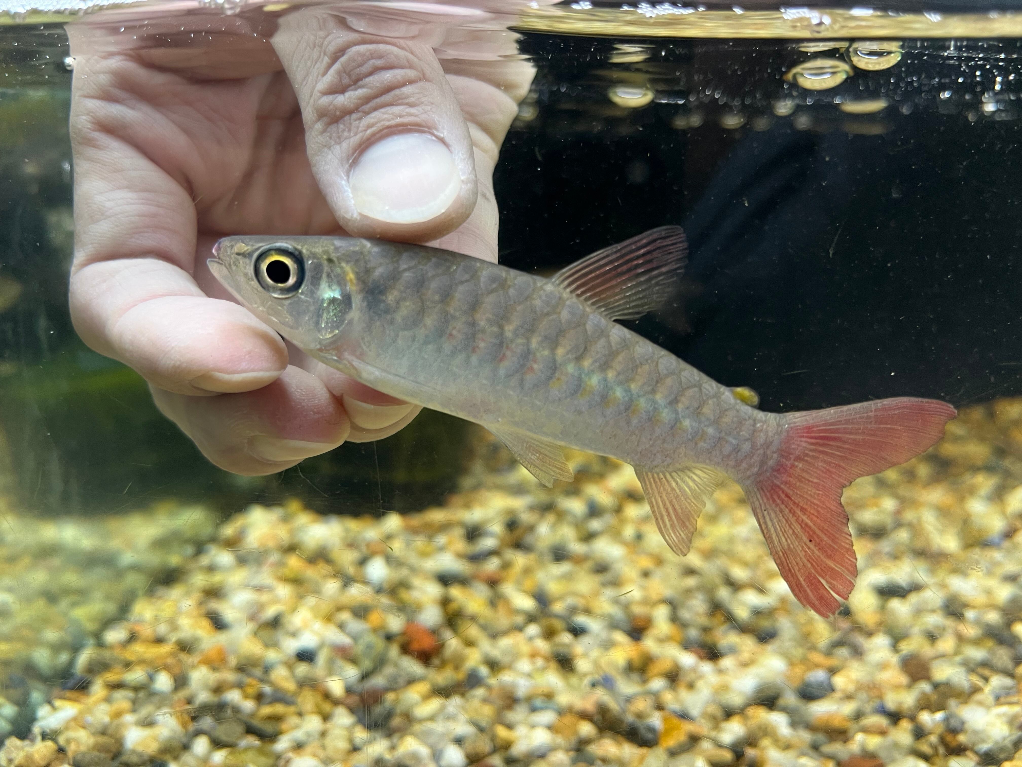 飼い込みブラックタライロン22cm±
