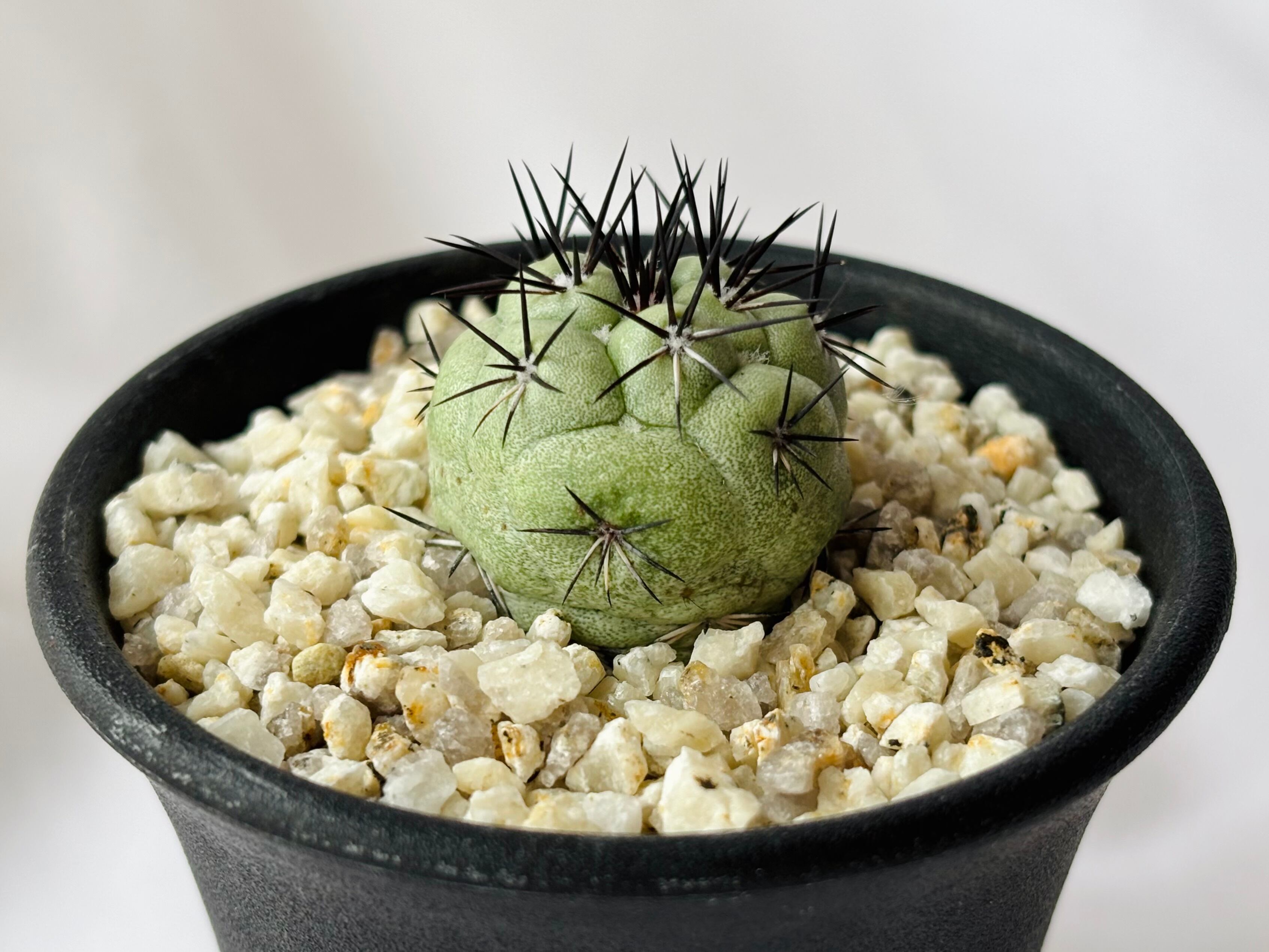 サボテン　マクドガリー　BkPP サボテン マクドガリー BkPP サボテン マクドガリー BkPP