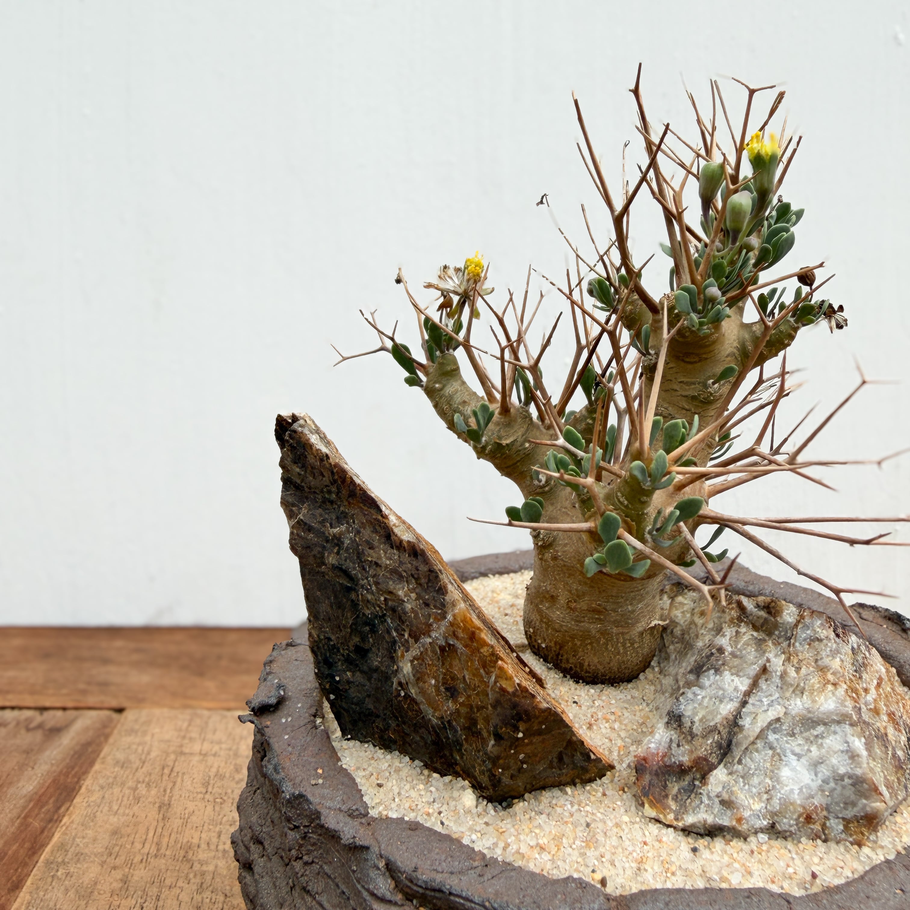 Othonna euphorbioides【オトンナ・ユーフォルビオイデス with POT