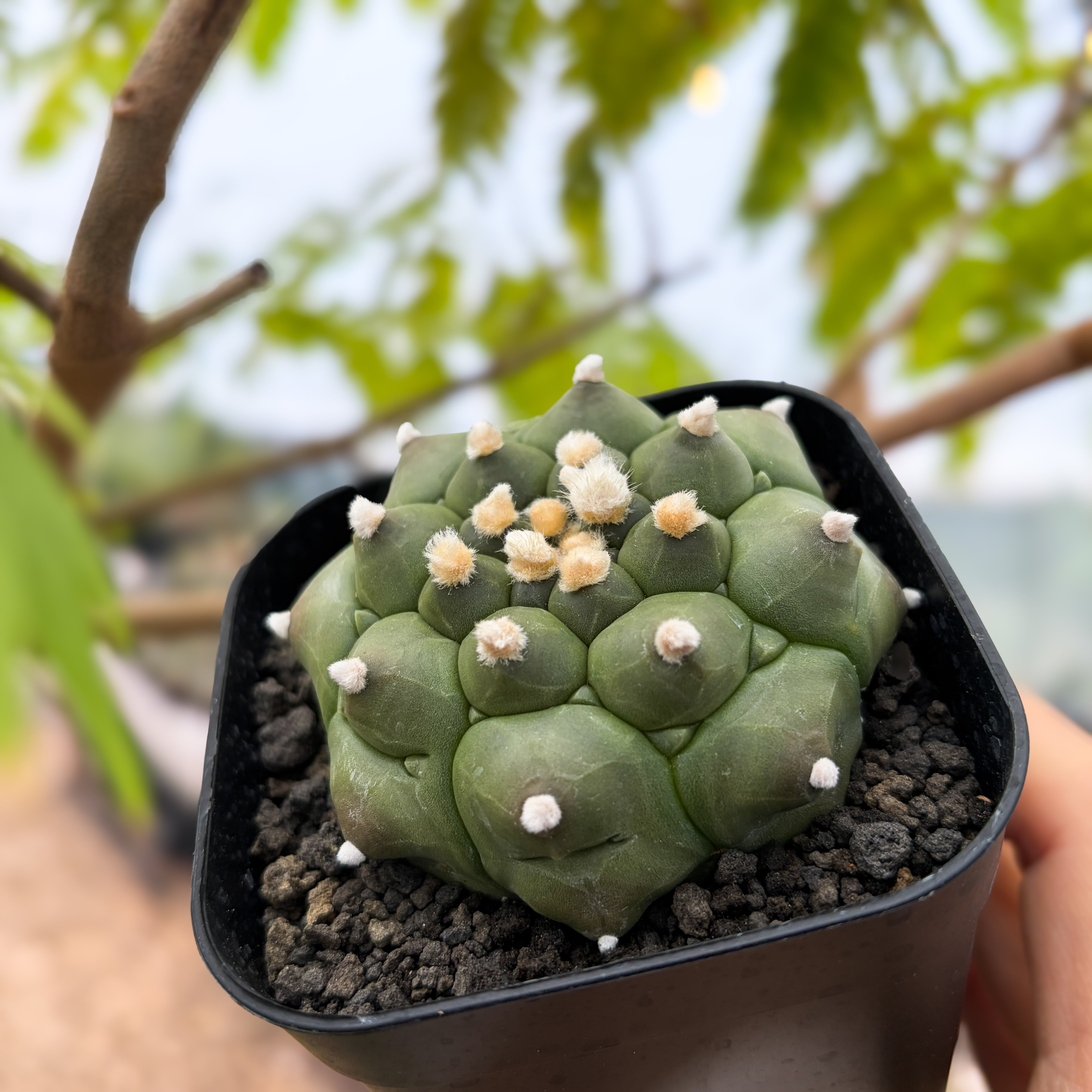 Astrophytum asterias f.nudum【アストロフィツム・亀甲瑠璃兜
