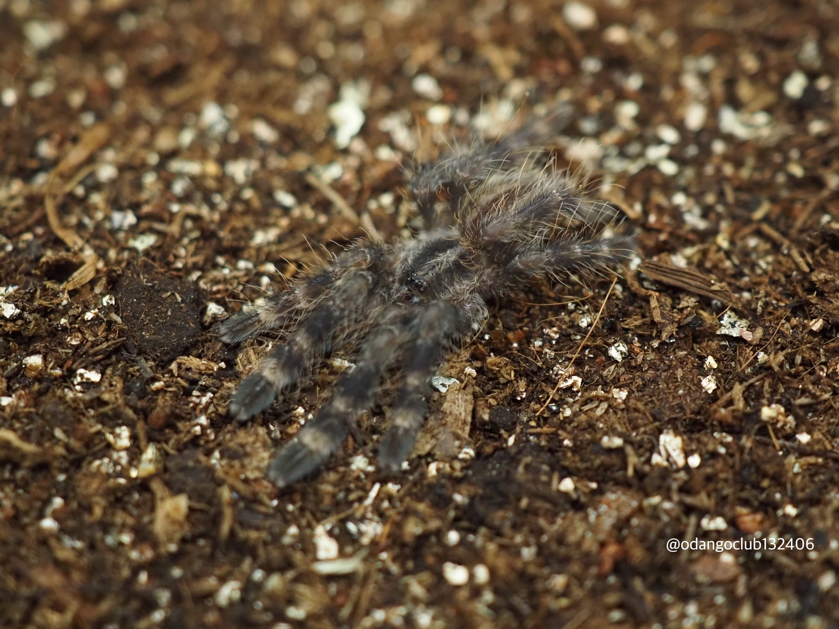 トリニダードシェブロン 1匹 タランチュラ | おだんごくらぶ