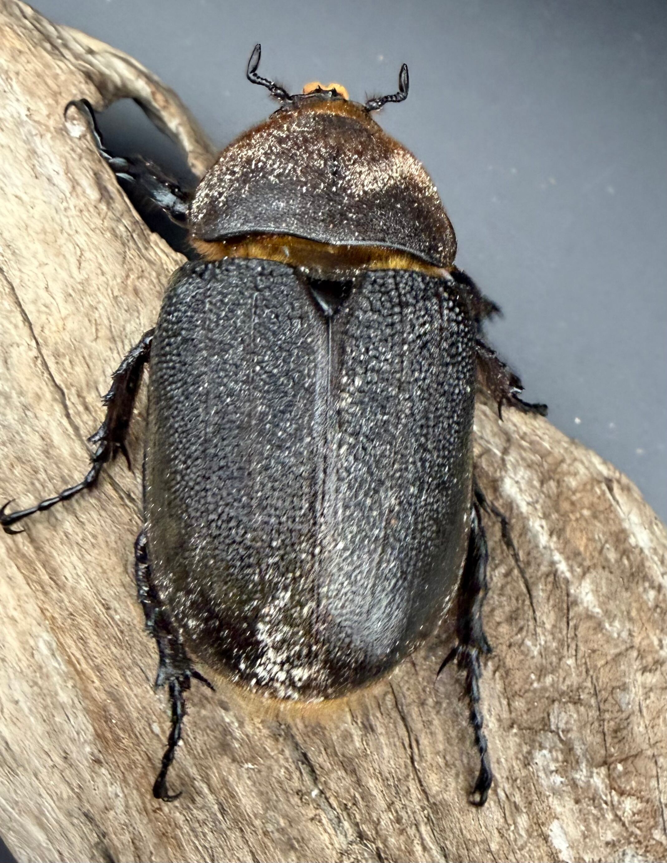 ヘラクレス・ヘラクレス 138mm ペア》 | KPW公式オンラインショップ