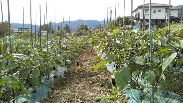 Mセット：　ドライフルーツを主に、無添加りんごジュース+旬野菜