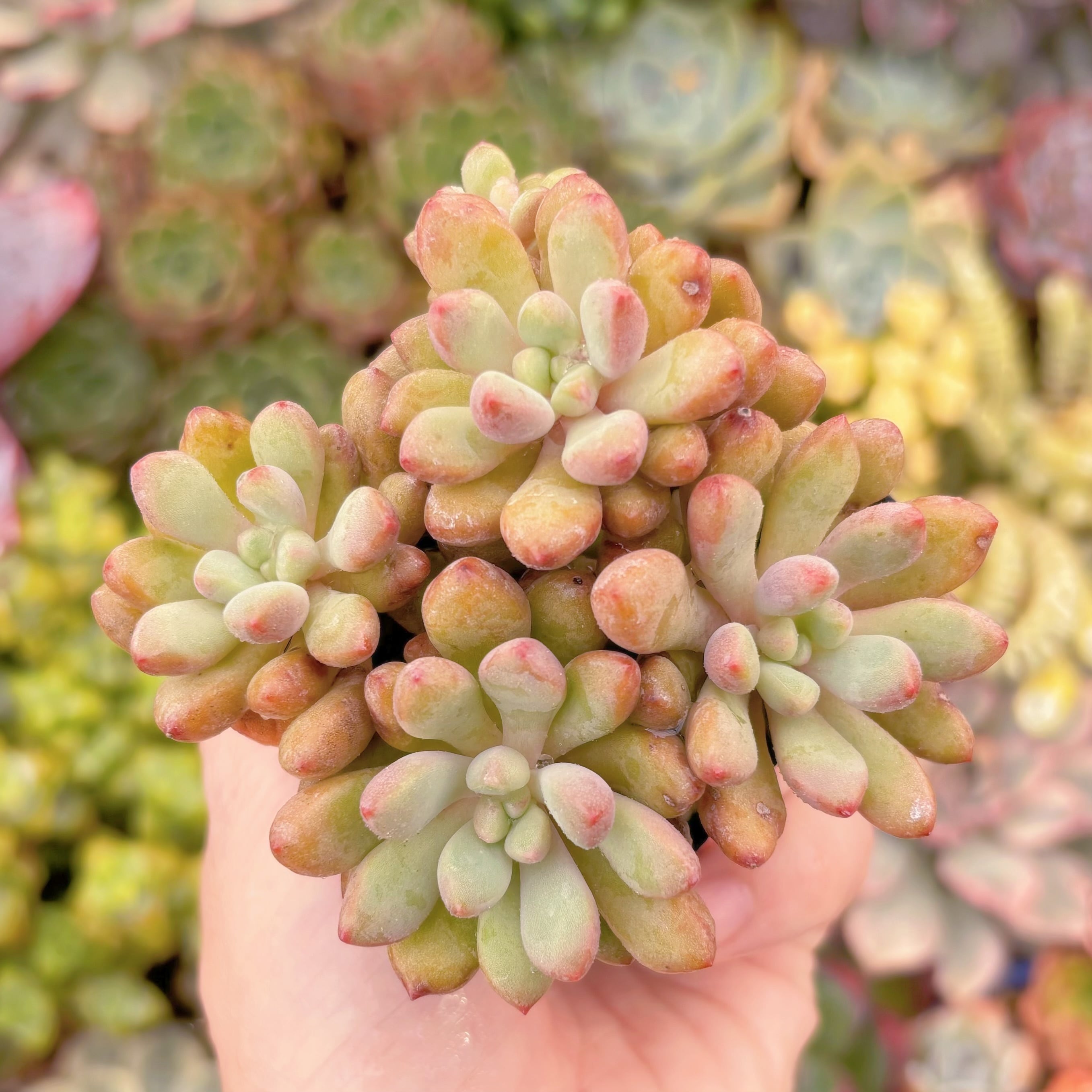 現品　コーラルパール#857　群生　るる農園