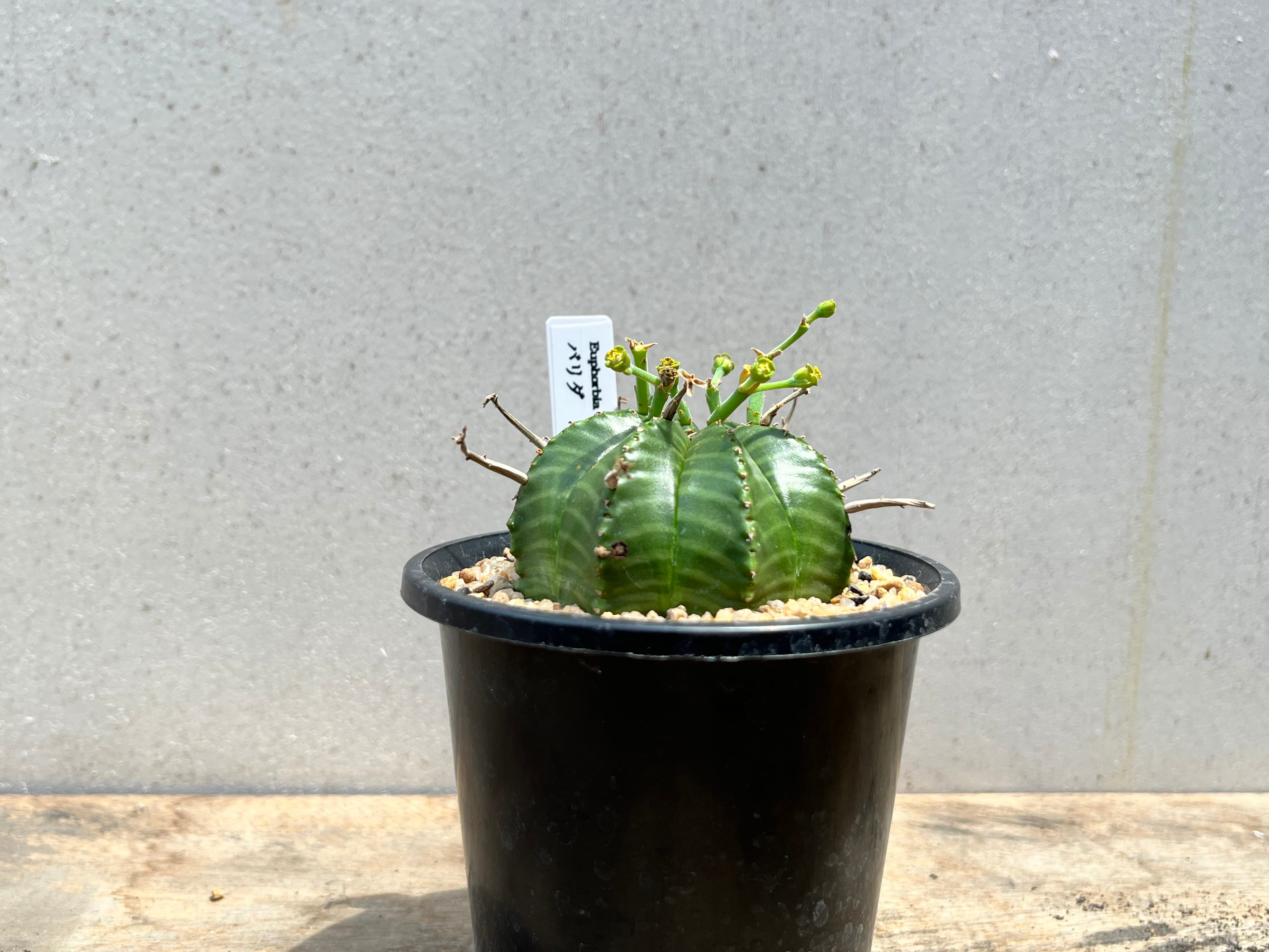 Euphorbia valida　ユーフォルビア　バリダ　多肉植物 | plants MARU ー 多肉植物・サボテン・園芸グッズのお店 ー  powered by BASE