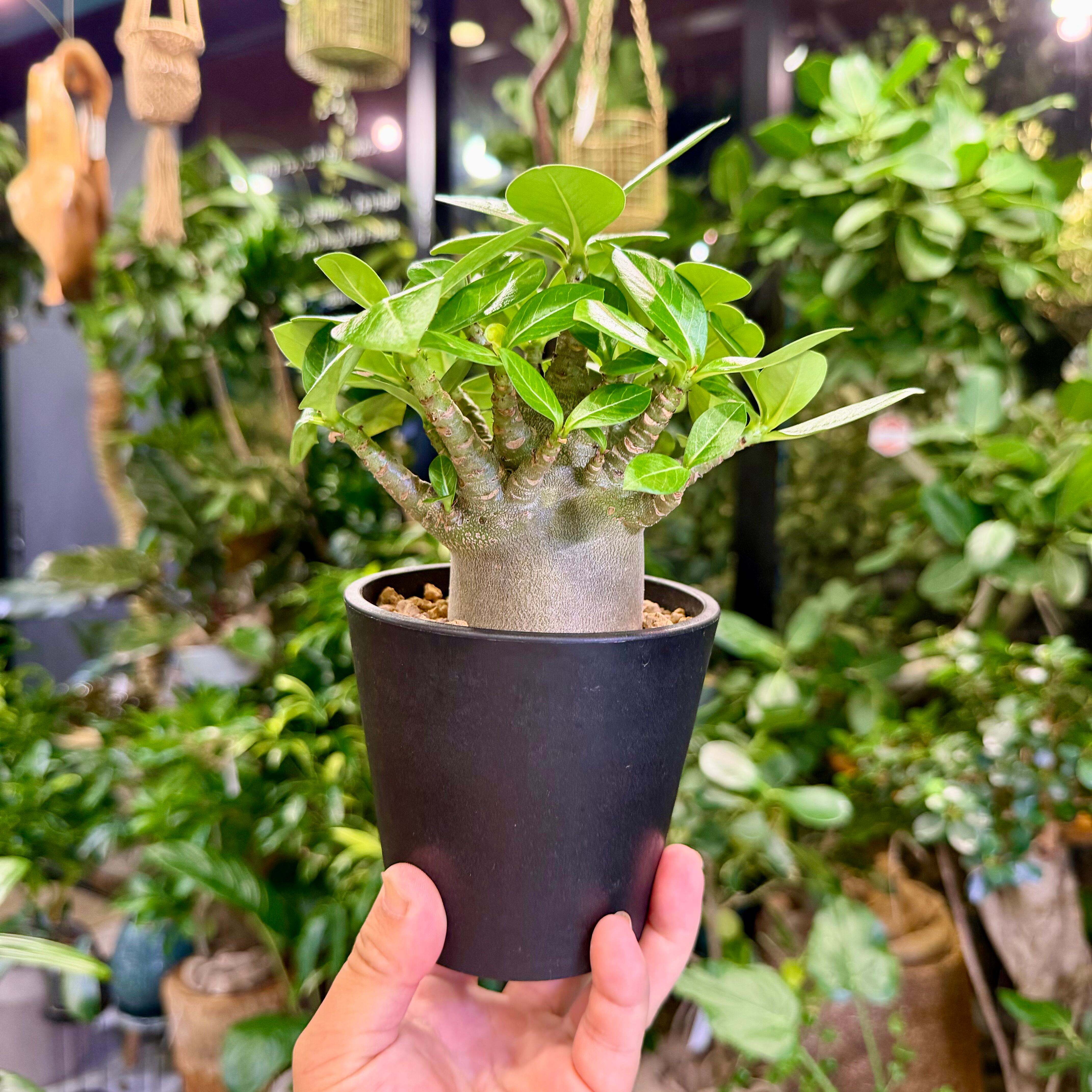 アデニウム・ブラックゴジラ | barrelplants_BONSAI