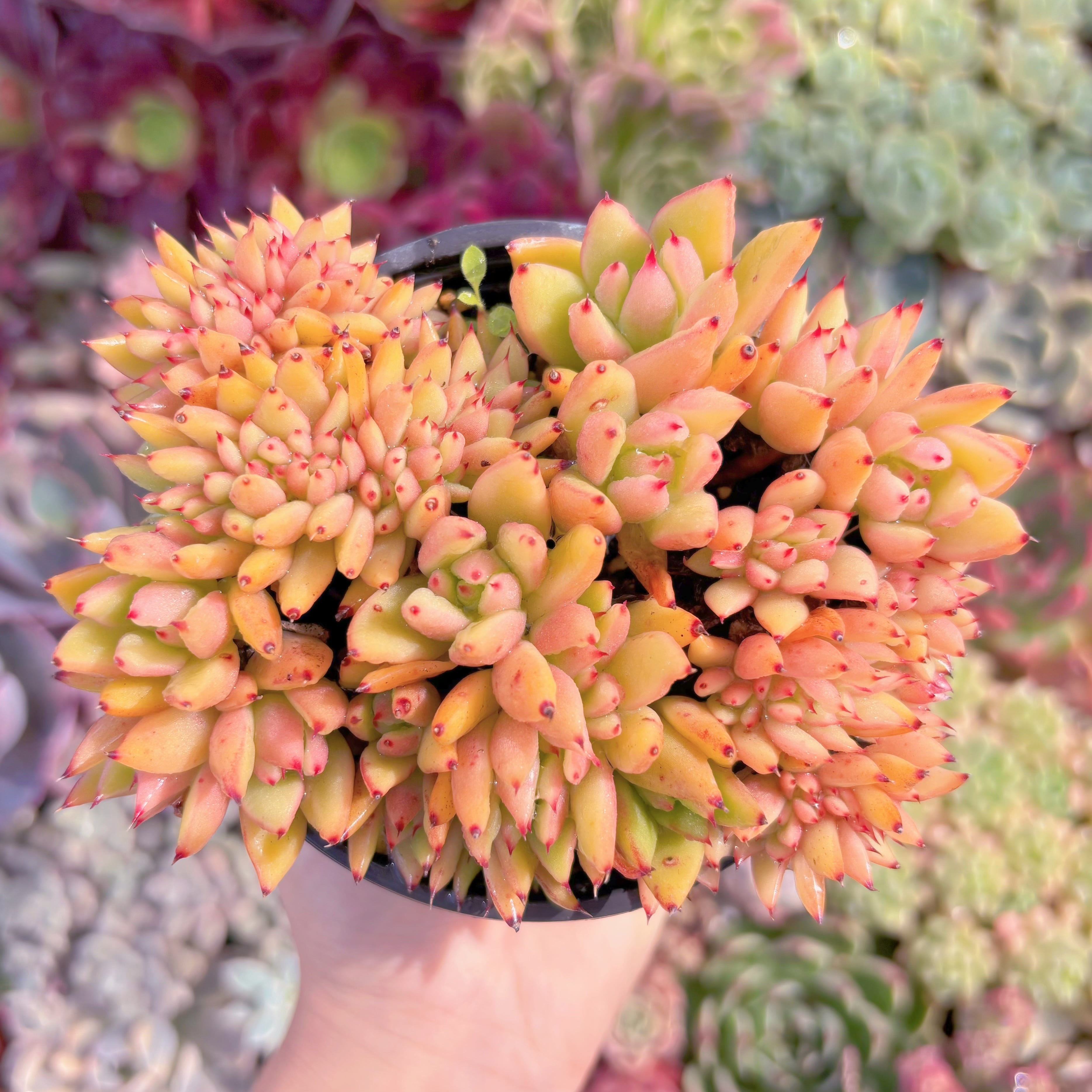 現品　魅惑の宵缀化　特大#F030　るる農園