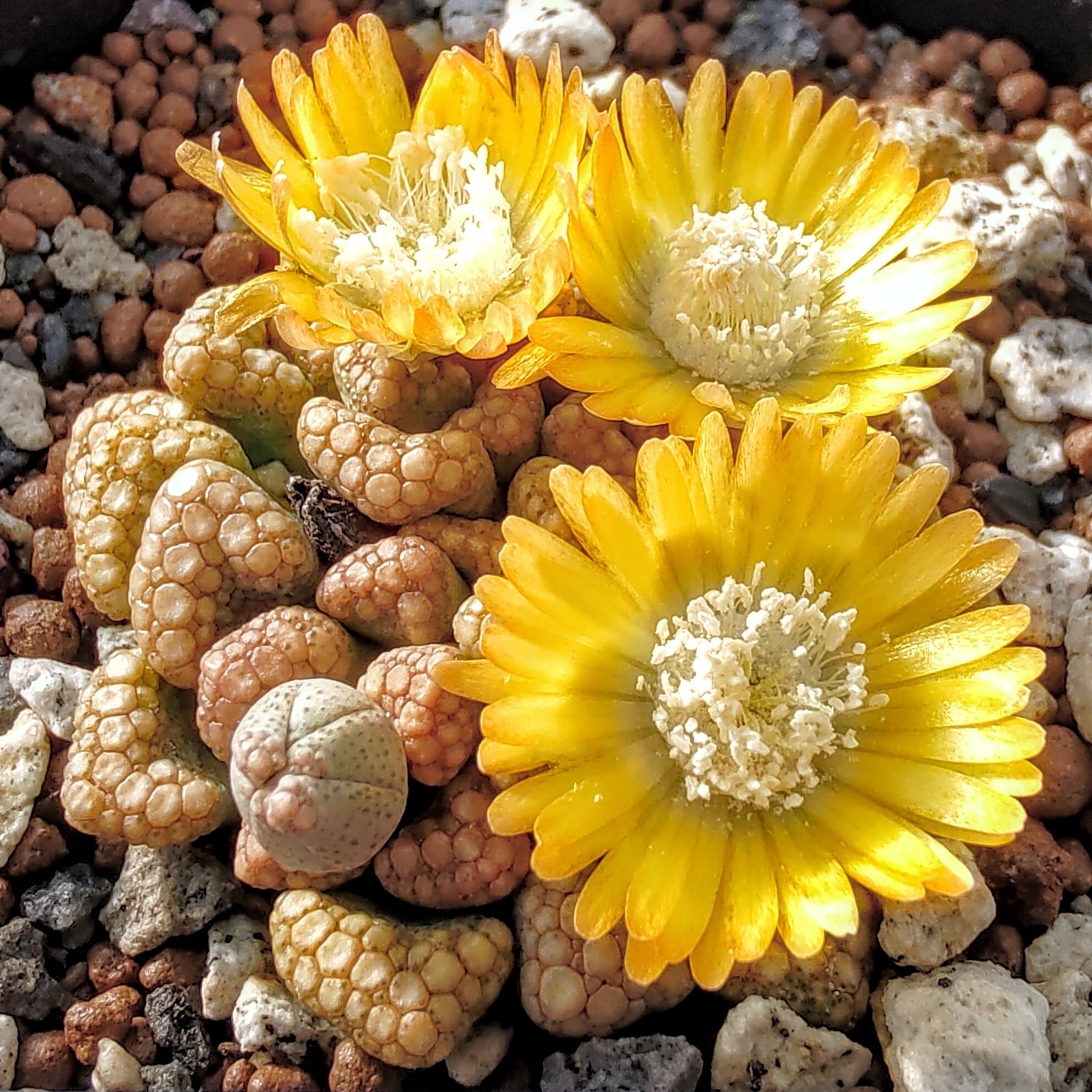 種子(少量パック)/30粒】Titanopsis hugo-schlechteri var