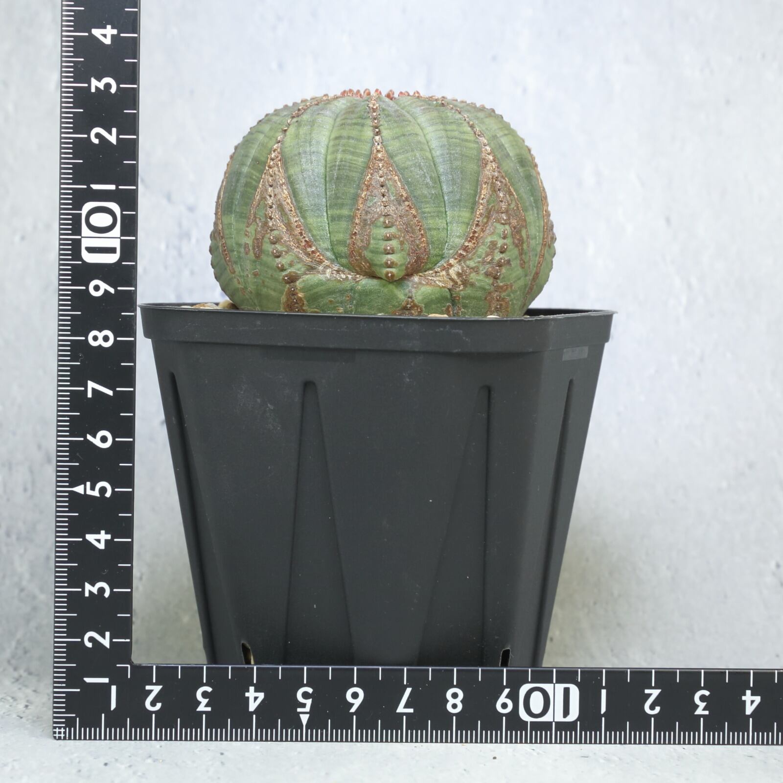 物品 オベサ まんまる美模様 alamocirugiaplastica.com