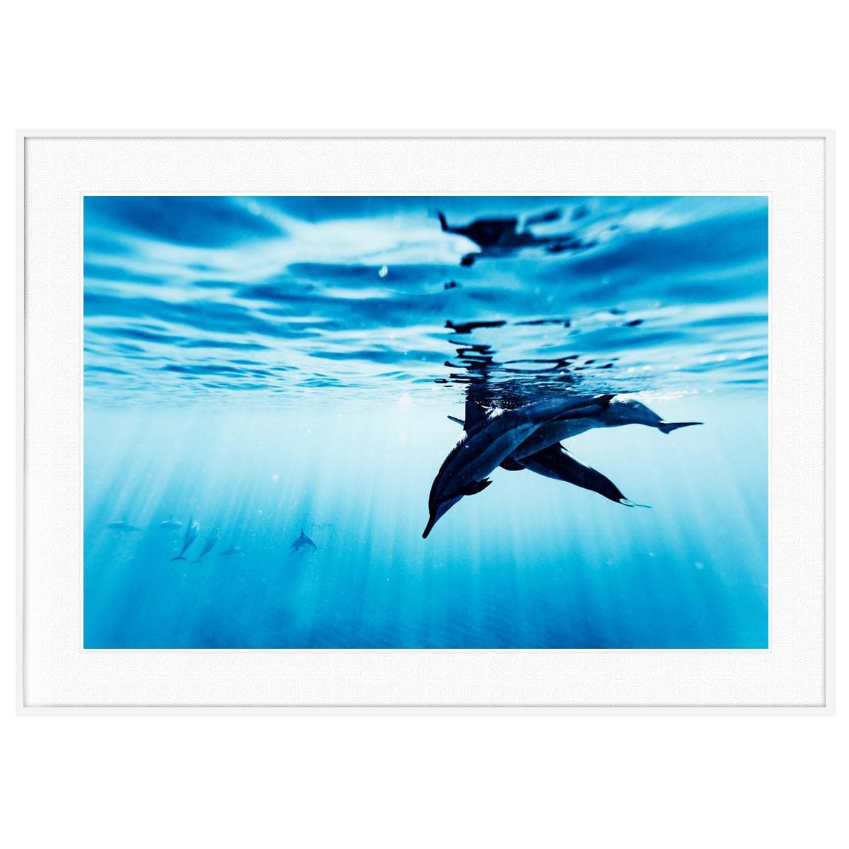 夏写真 イルカ インテリアアートポスター額装 AS0519