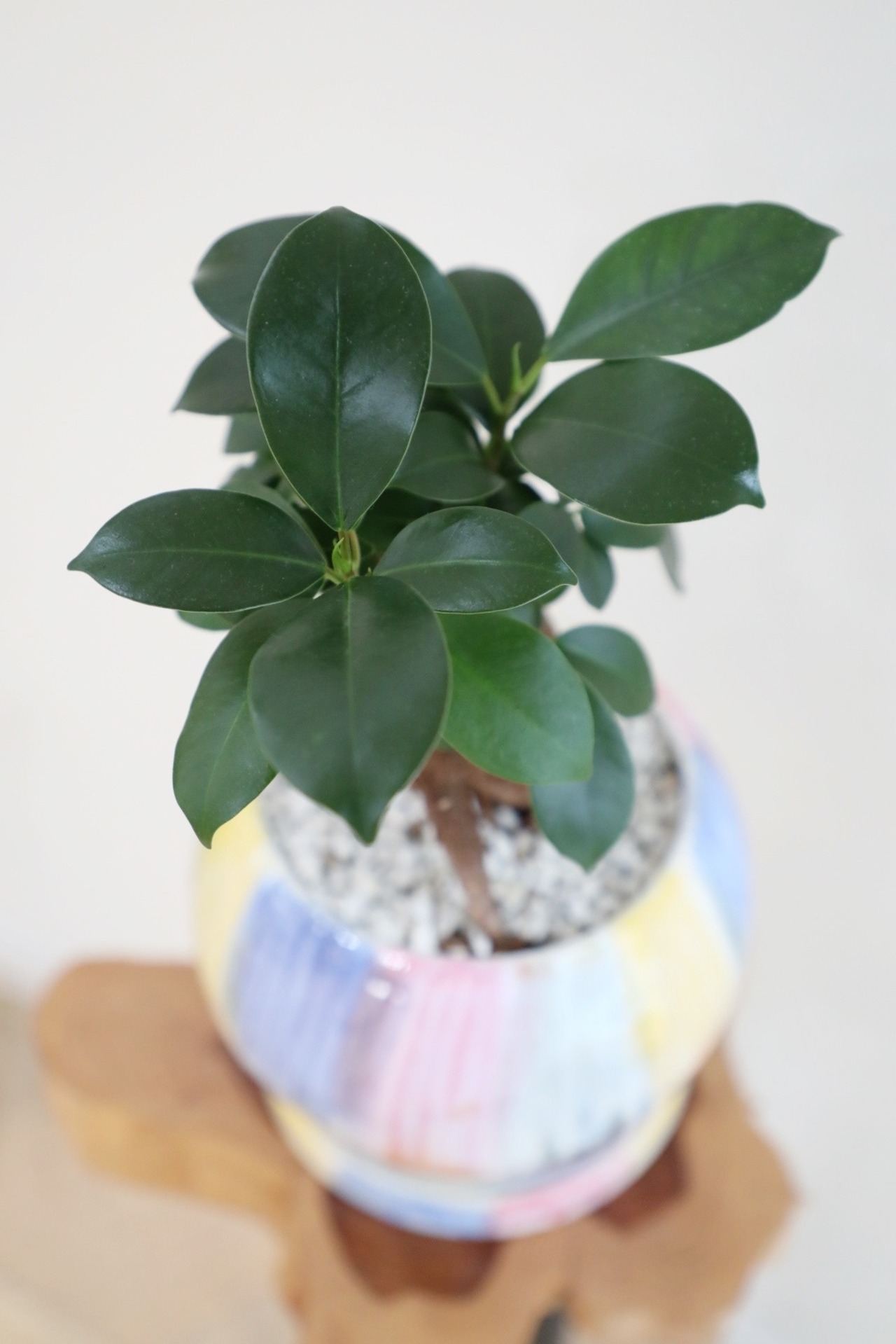 【S】ガジュマル/Ficus microcarpa