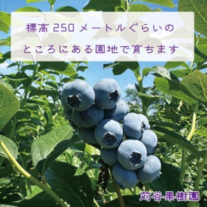 【3箱セット】【2026.7.1以降順次発送】【3L以上】大粒ブルーベリー約1.5kg《1箱125g×4パック入×3箱》
