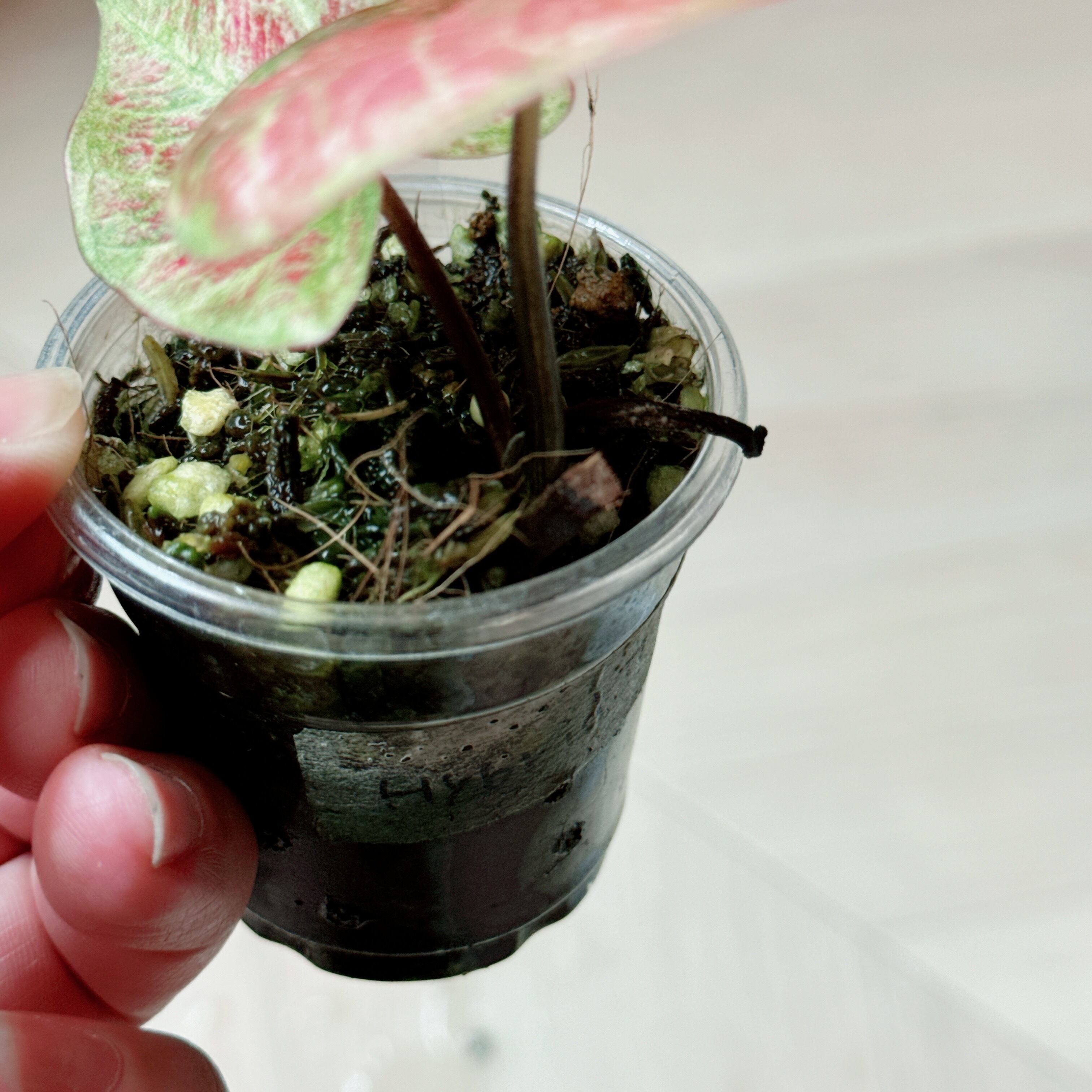アロカシアユカタンプリンセスピンク斑入りalocasia アロイド アロカシアユカタンプリンセスピンク斑入りalocasia アロイド