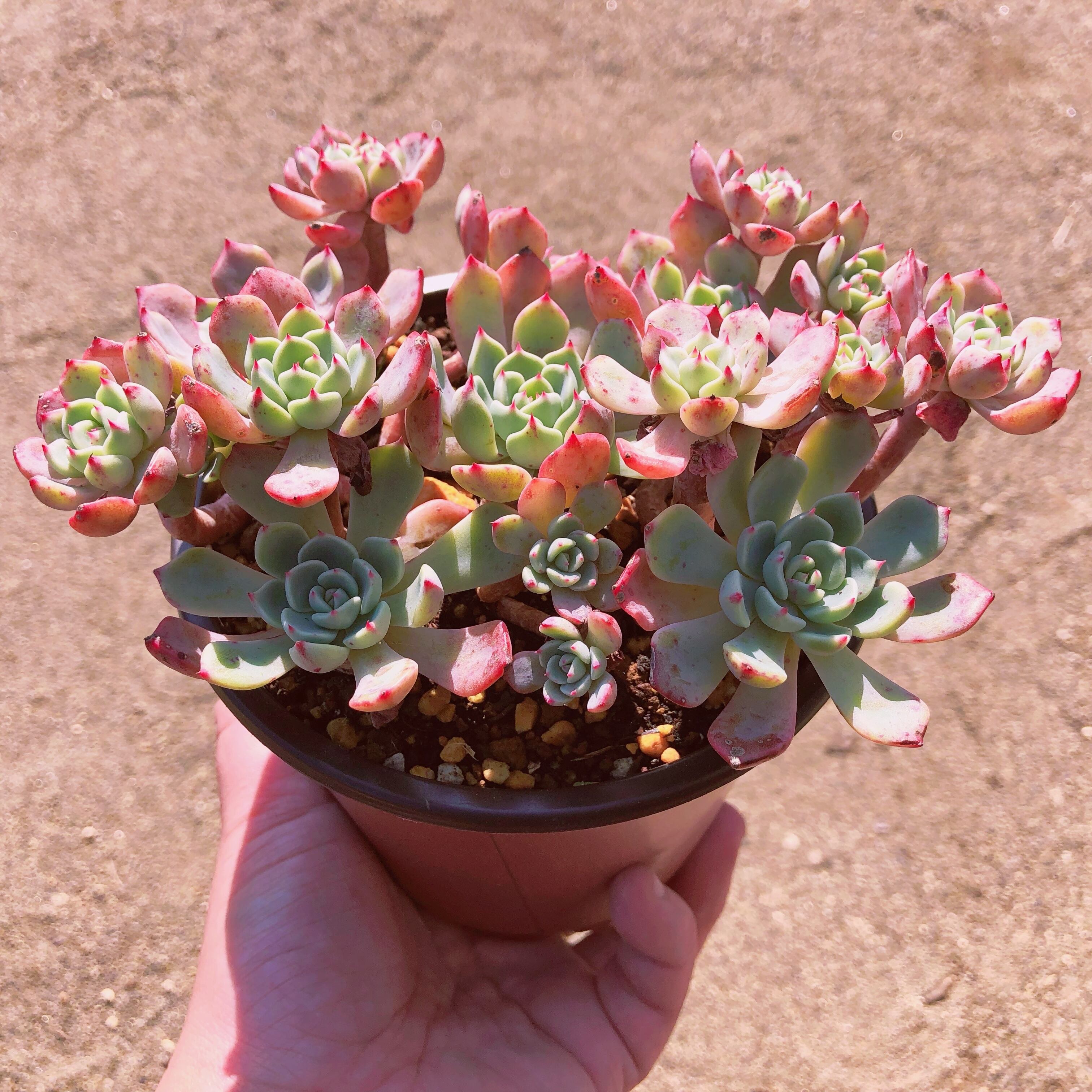 多肉植物　nanafukumini　大群生