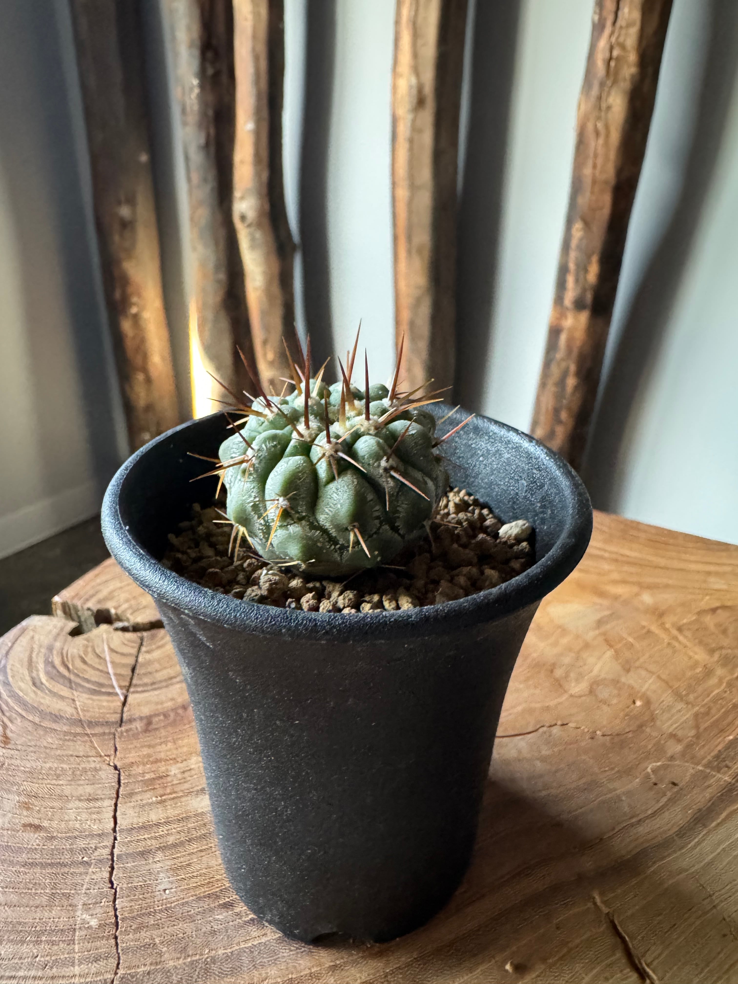 新着】Copiapoa cinerea var. columna-alba【俺の孤竜丸】コピアポア