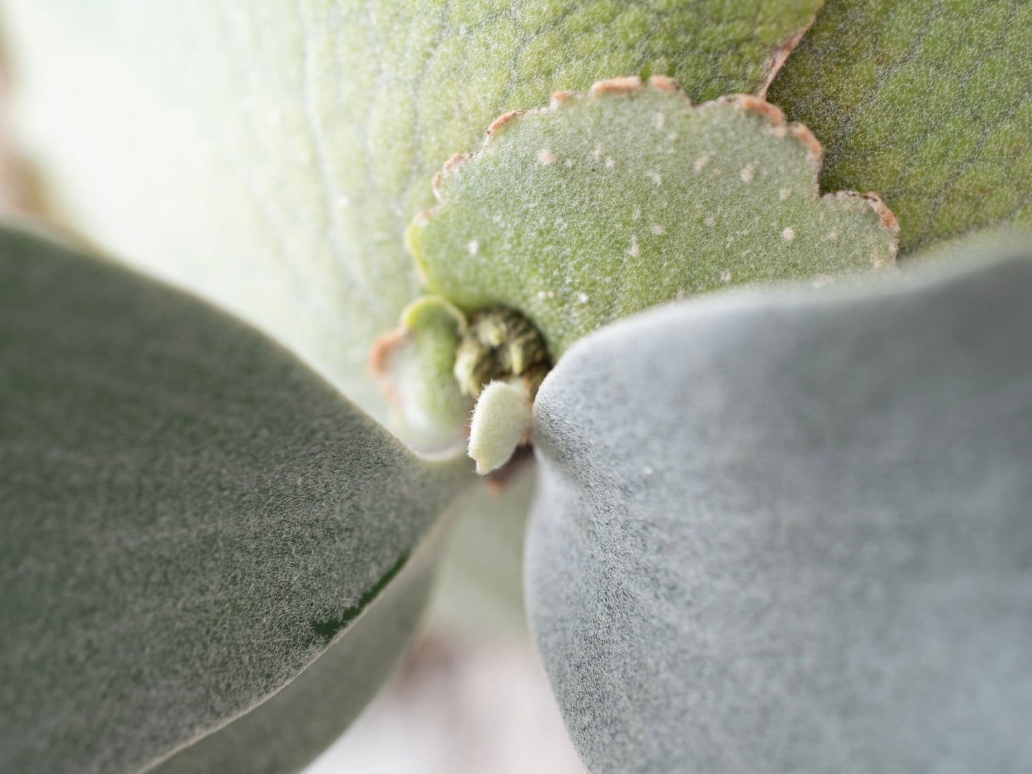 P.E-1 (Bifurcatum sp. white) OC PUP / ビカクシダ E-1子株 25−005