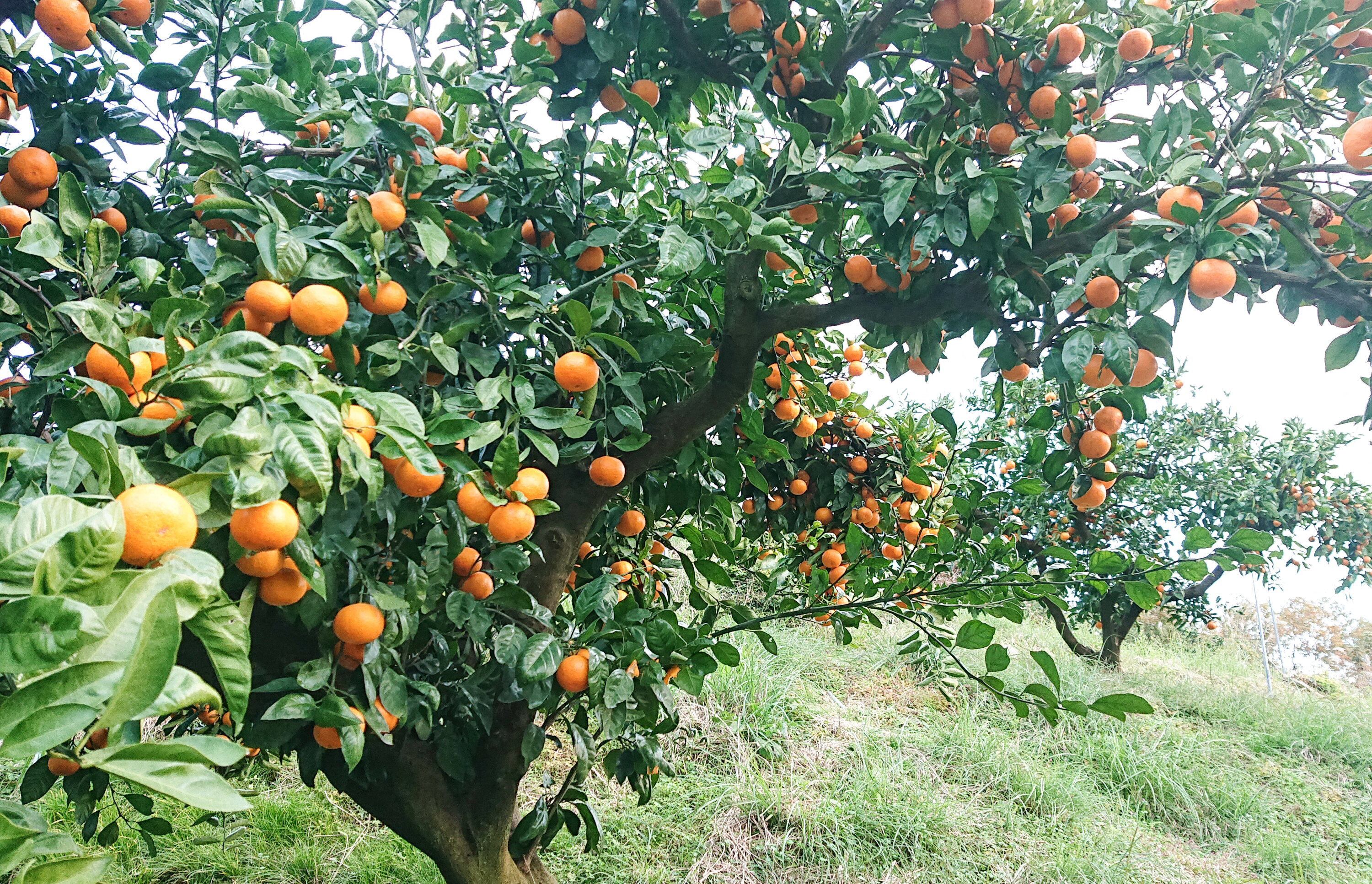 早生みかん約1.8kg 超小玉の3Sサイズ以下の大きさ （30～40玉