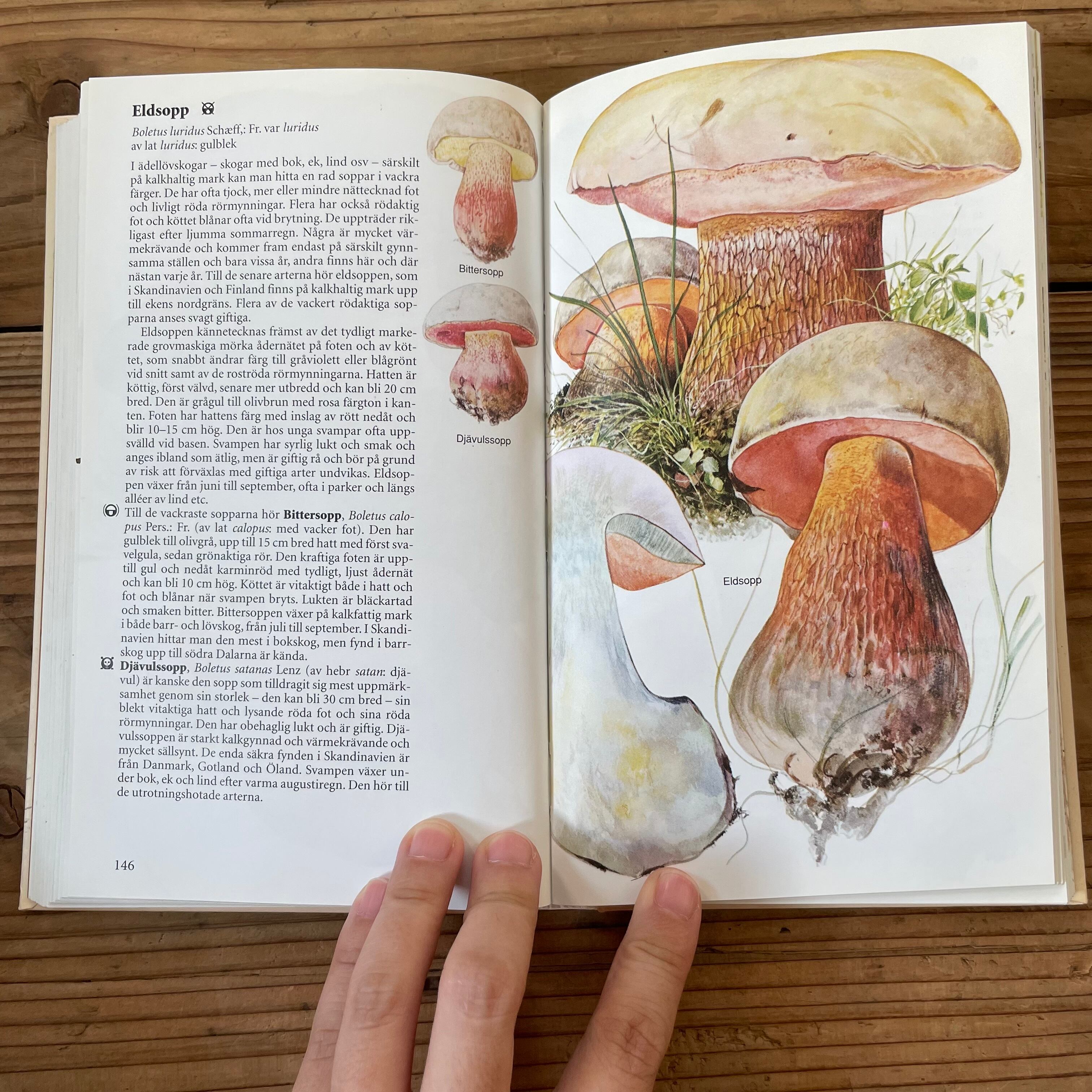 キノコ図鑑 | tsuitachi craft&brocante