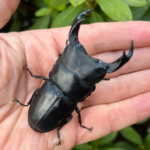 【美形・新成虫】佐賀県神埼郡神埼町産”オオクワガタペア（♂71mm） # 8153−201