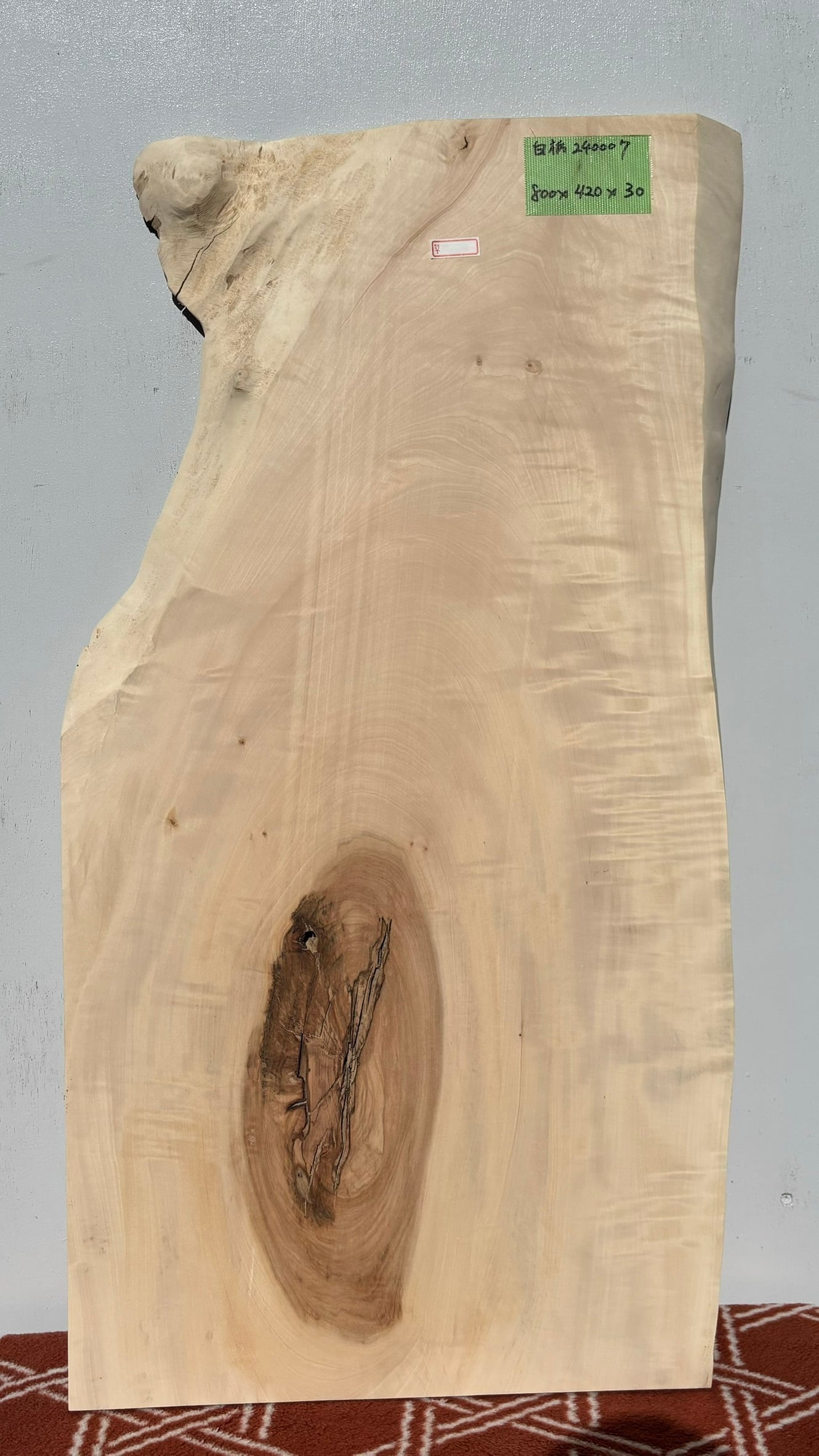 貝塚伊吹（カイヅカイブキ）輪切り | automnforest workshop