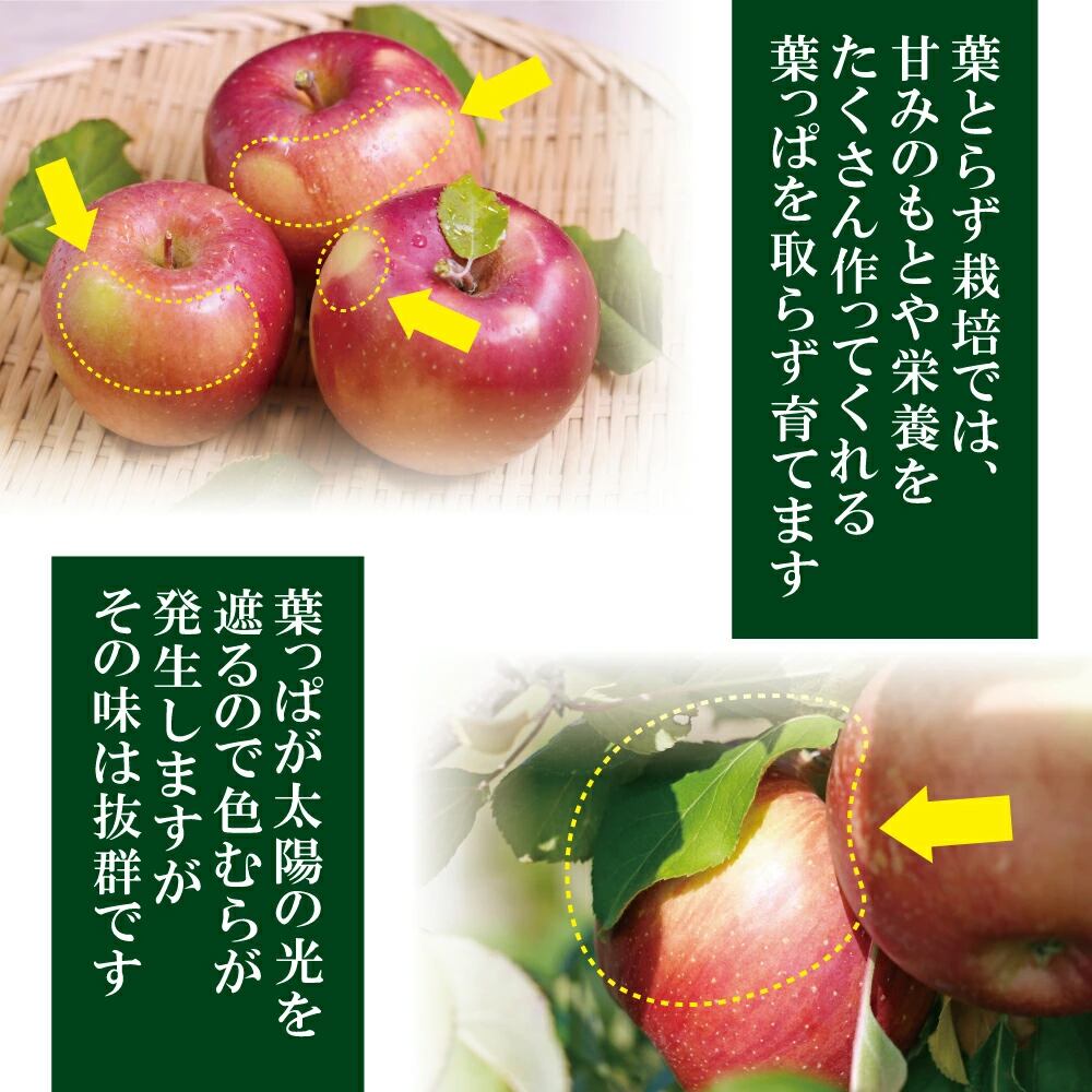 クール便）贈答用 青森産 りんご 葉とらずサンふじ 3kg 葉乃果 送料