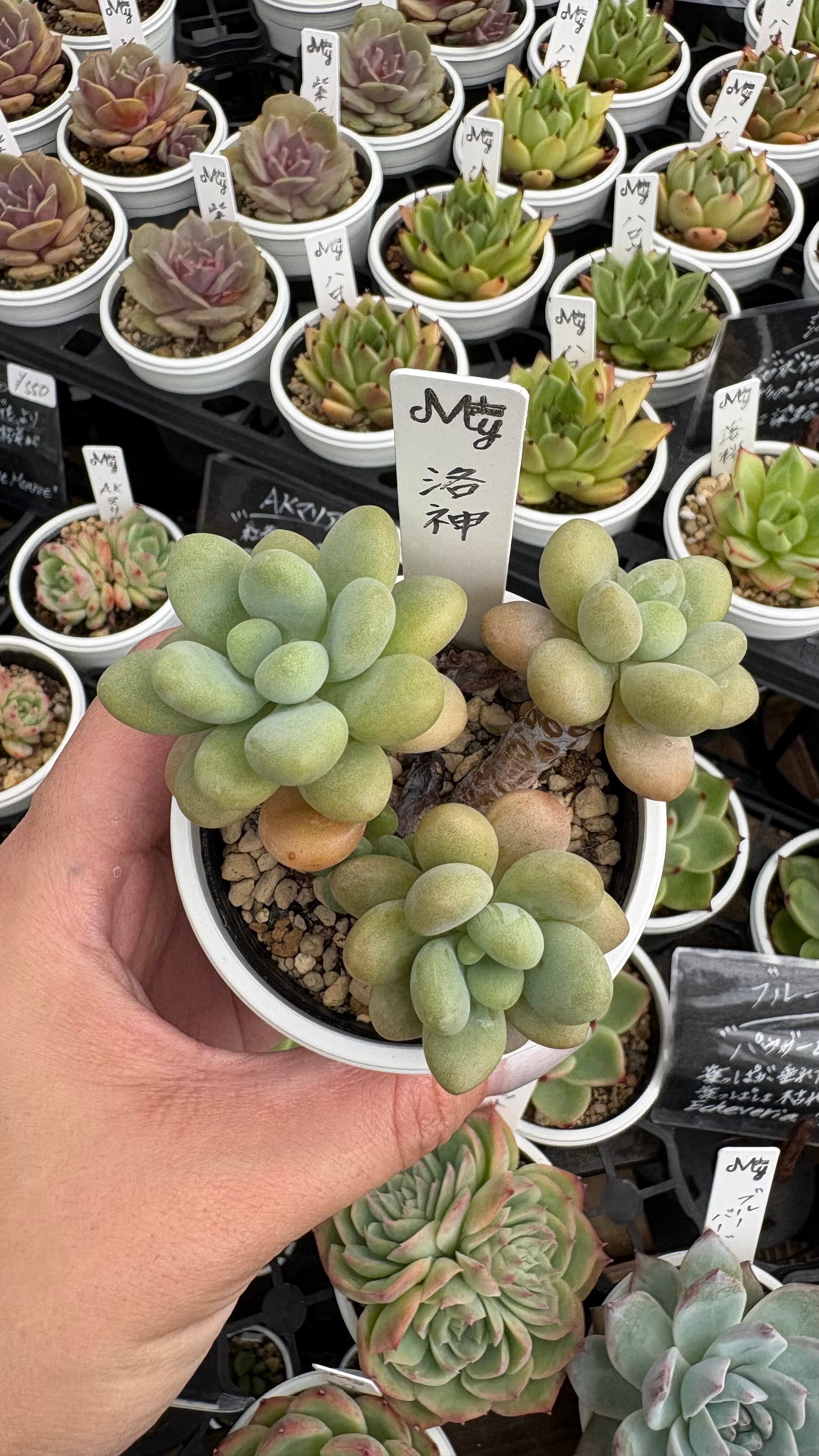 多肉植物専門店MYplus
