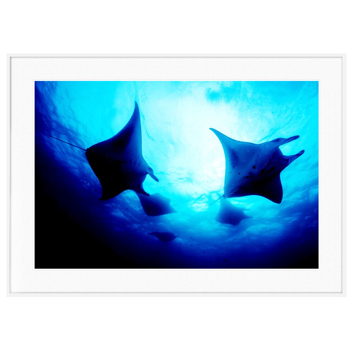 夏写真 オニイトマキエイ インテリアアートポスター額装 AS0525