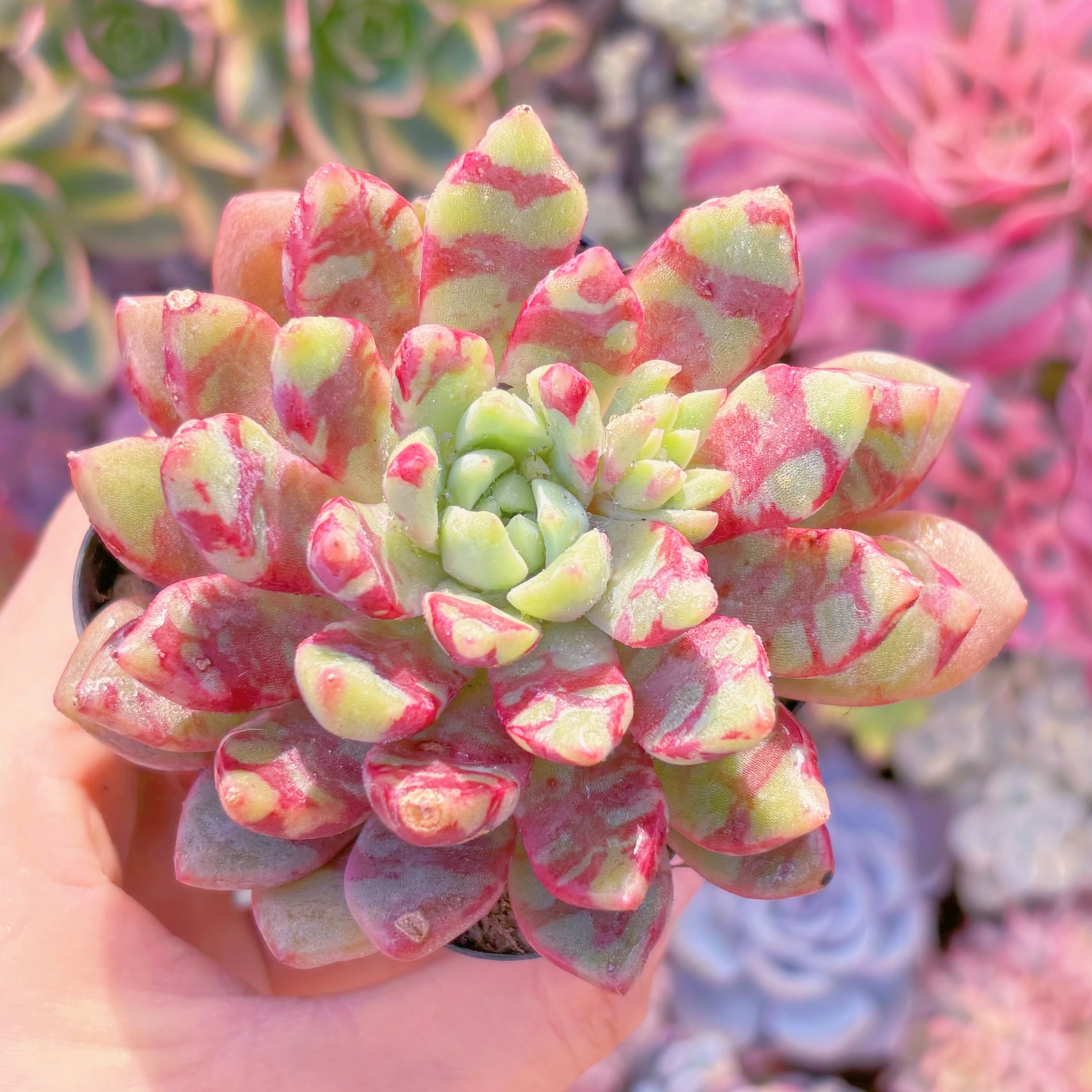 現品　ブラッドスワロー訳あり#711　るる農園