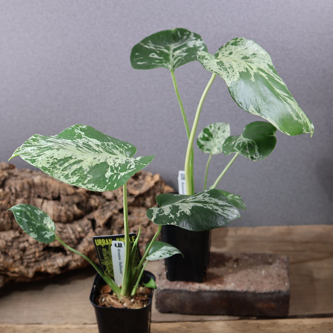 774『urban jungle モンステラ デリシオーサ 'Bulbasaur'』観葉植物