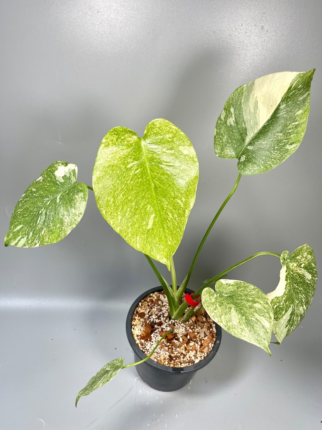 デリシオーサ イエローモンスター 大株 斑入りモンステラ 黄斑  