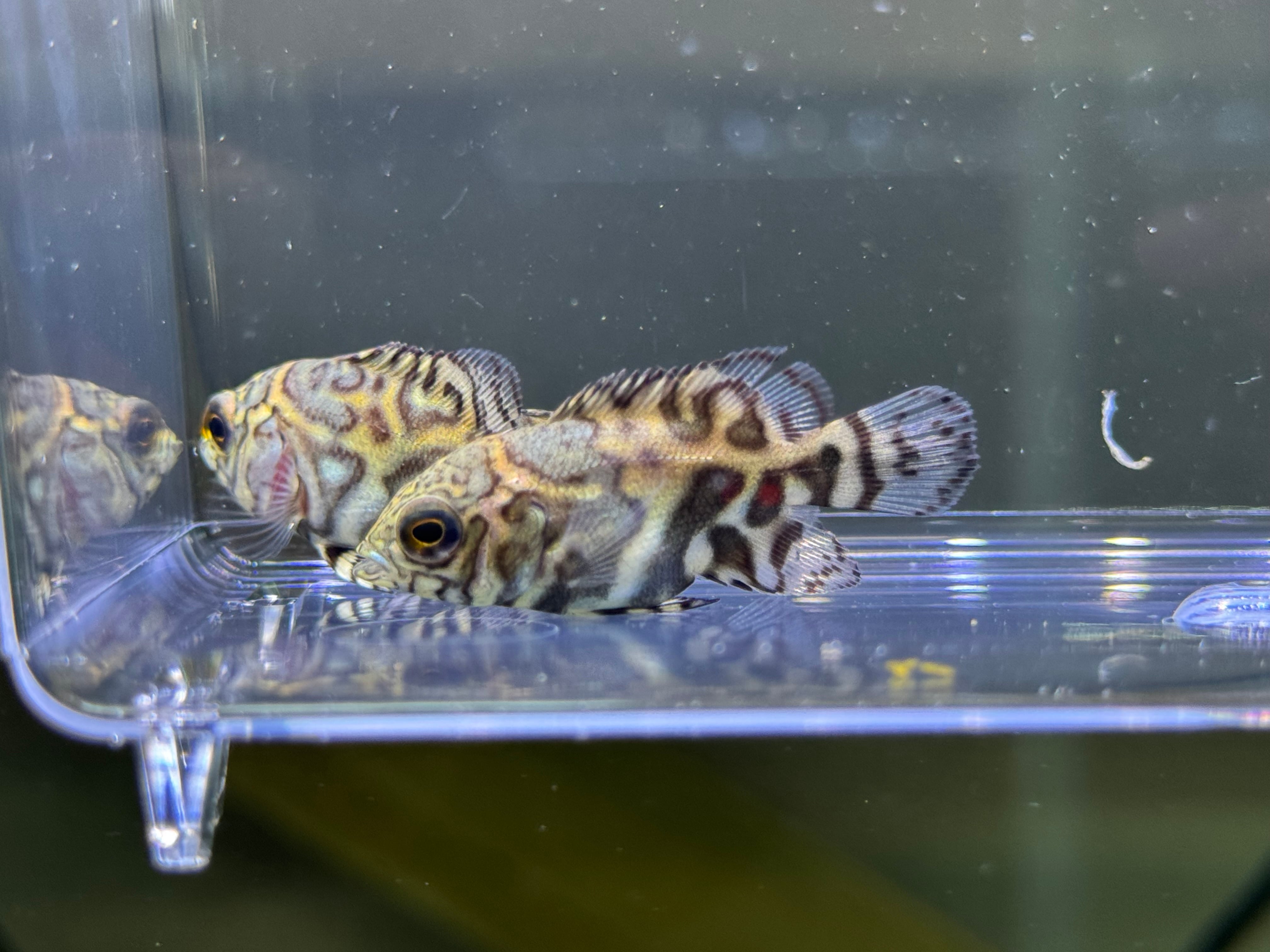 ワイルドレッドオスカー 3〜4cm± サンフランシスコ | AQUASTYLEG