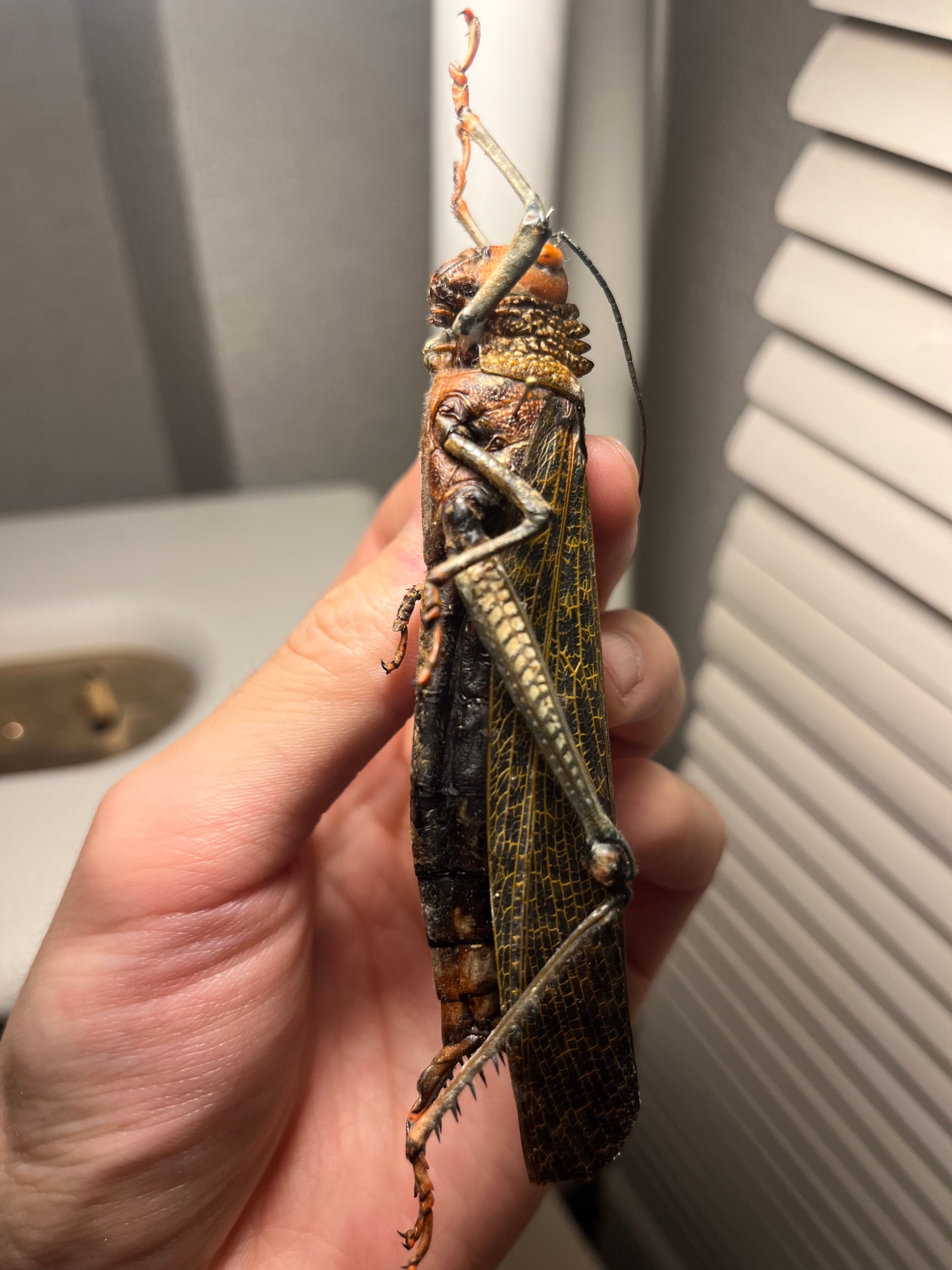 飛蝗最大種】シタベニオオバッタ 昆虫標本 直翅類 カマキリ マンティス