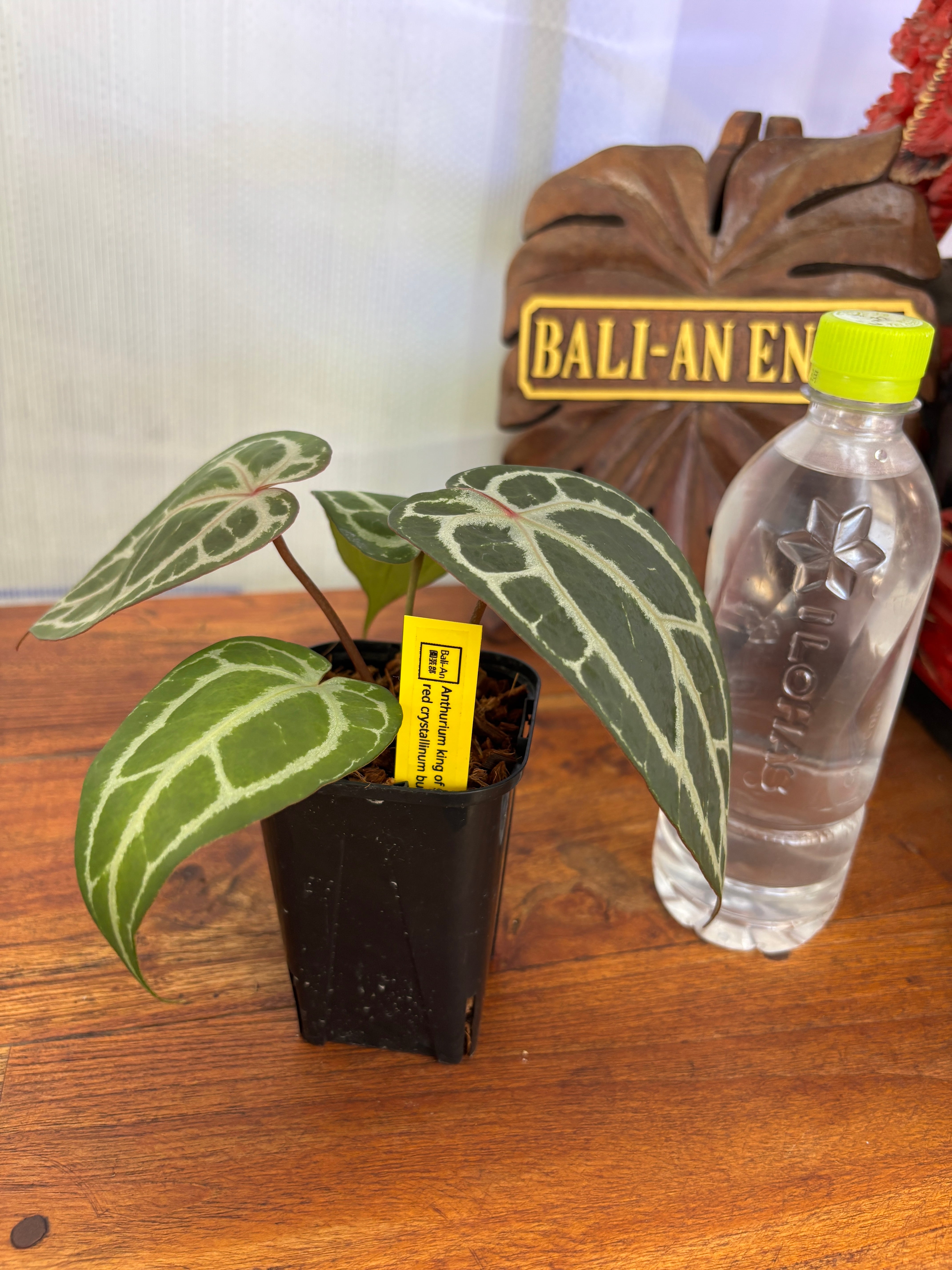 Anthurium | BALI-AN 園芸