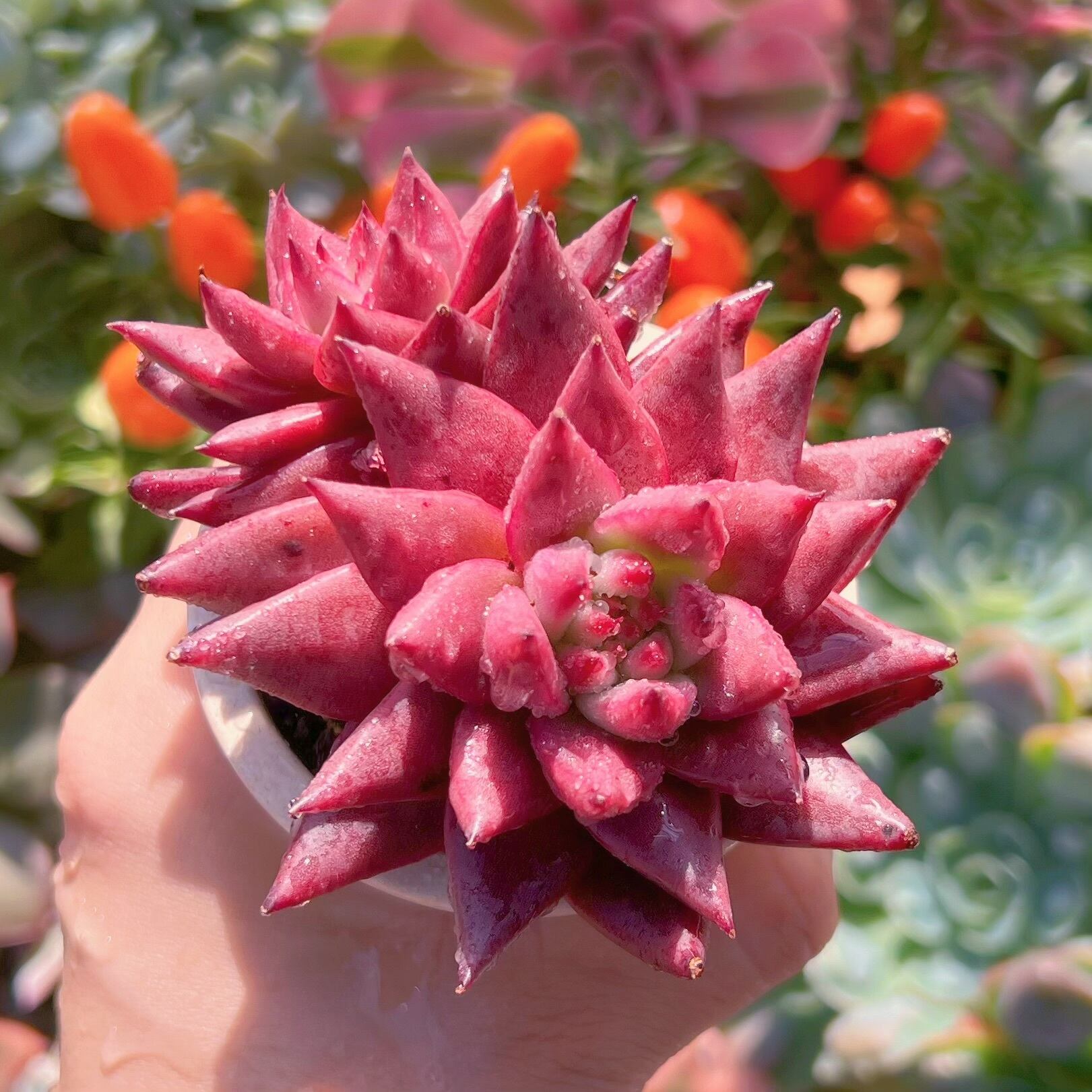 多肉植物　ロメオ(群生)　新入荷　るる農園