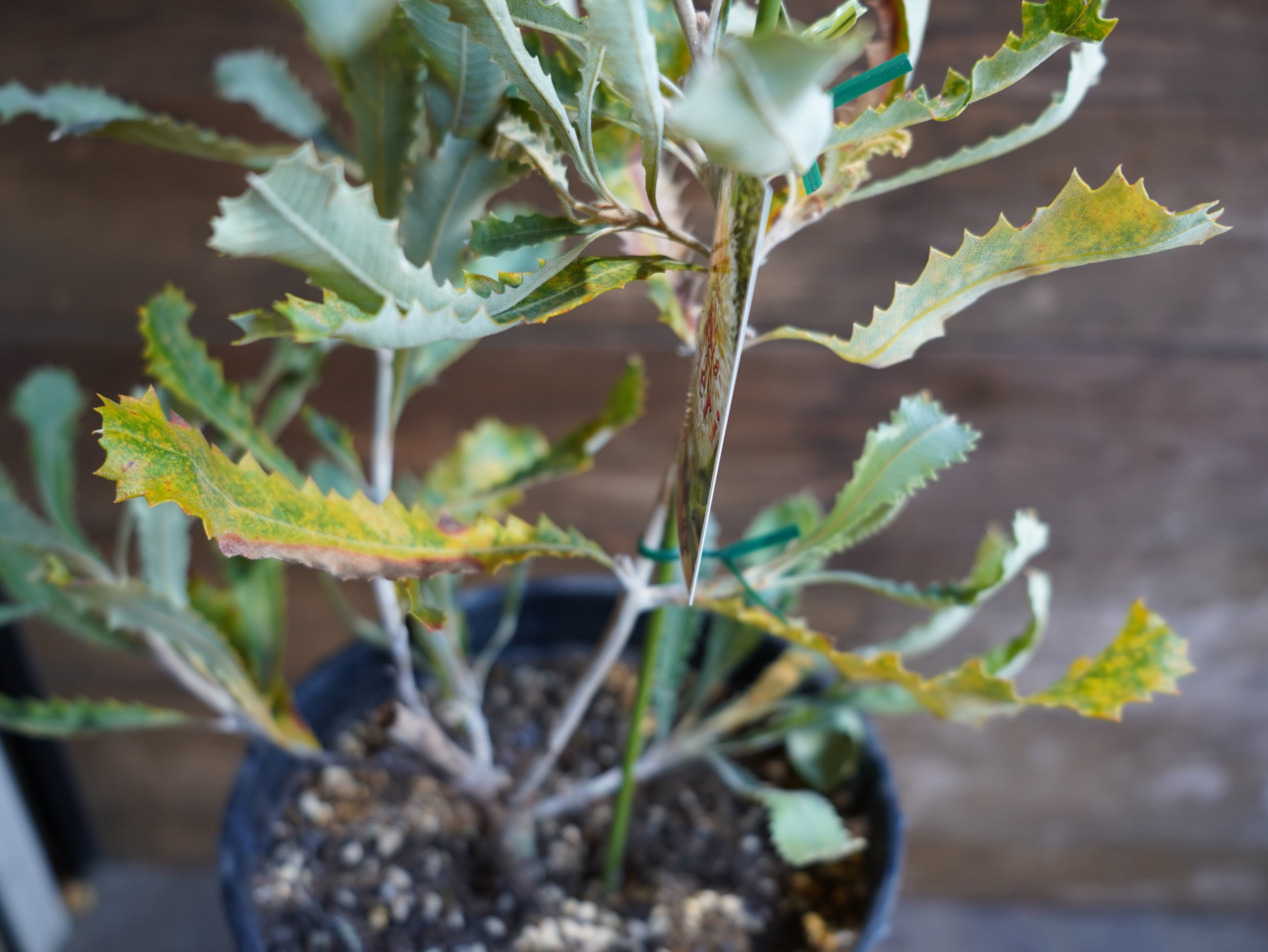 【現物】バンクシア　”バウエリ”　B