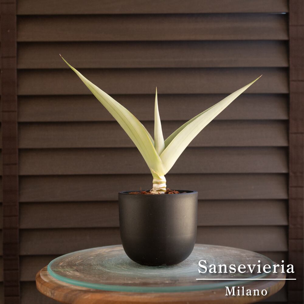 サンセベリア ミラノ Sansevieria Milano 3号鉢 観葉植物 サンスベリア 0830BK