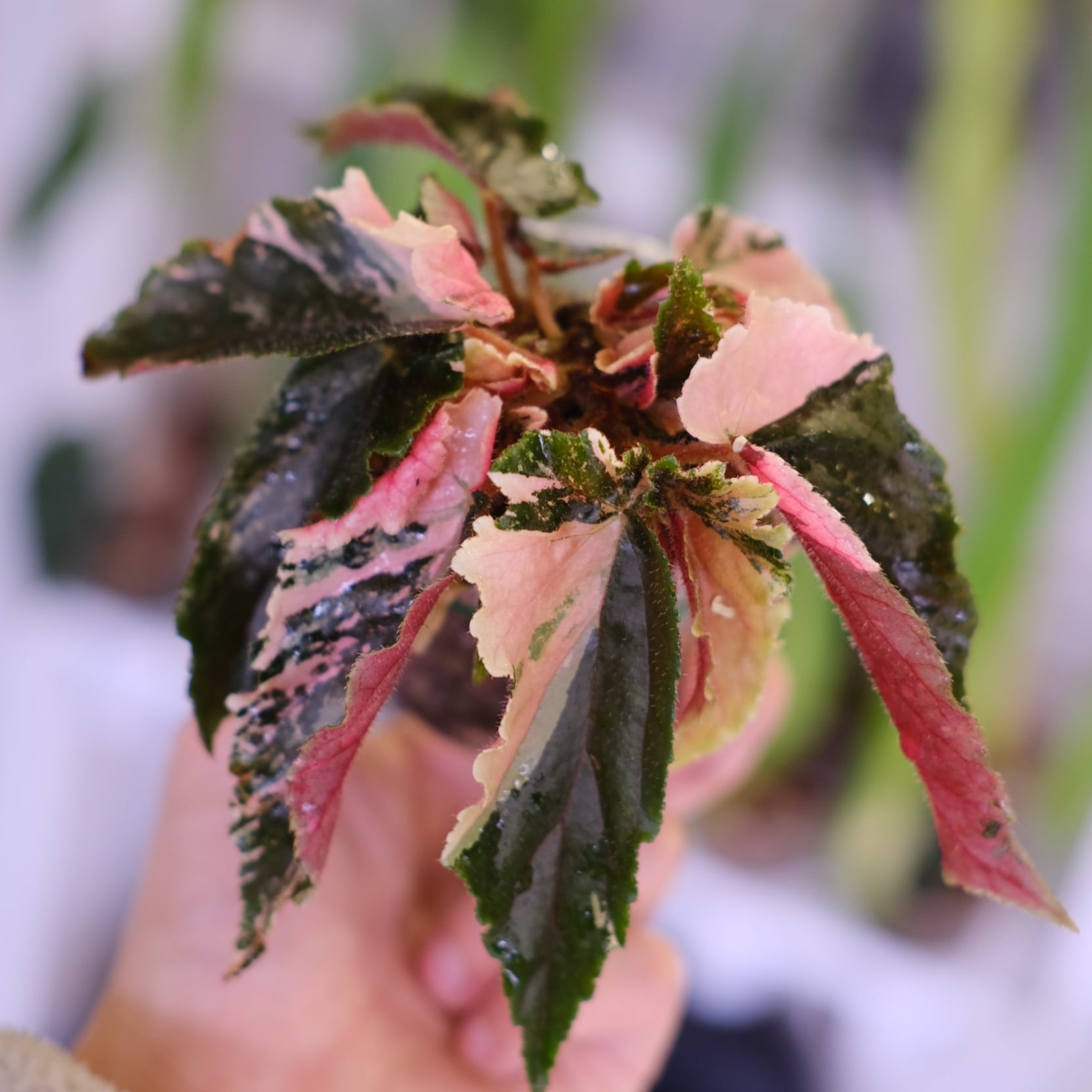 Peperomia argyreia variegated/スイカ ペペロニア⑧ Peperomia argyreia variegated / 極斑入り スイカペペロニア⑧│観葉