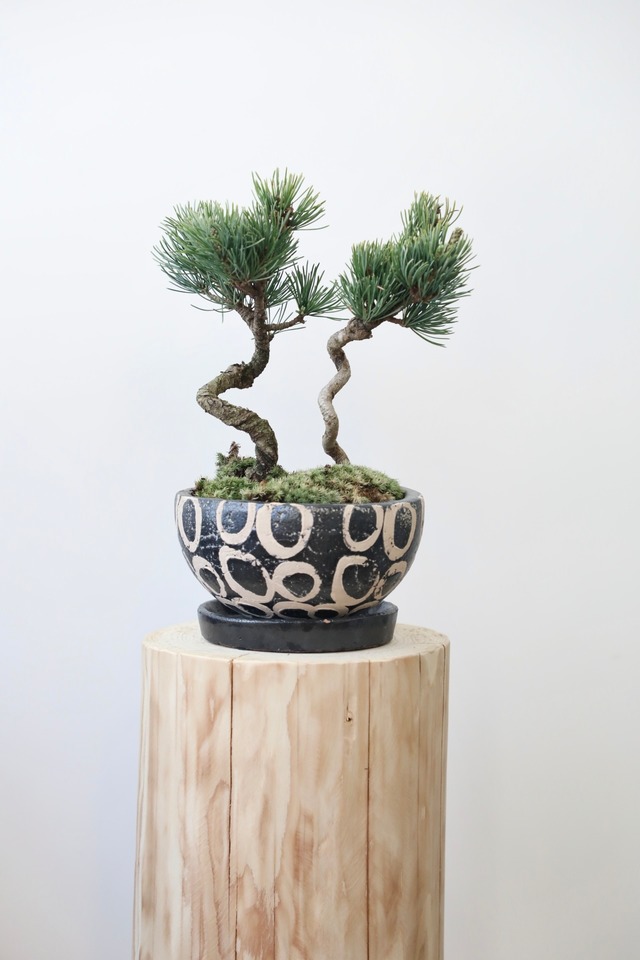 五葉松 盆栽/Japanese white pine bonsai 　※陶器鉢付き