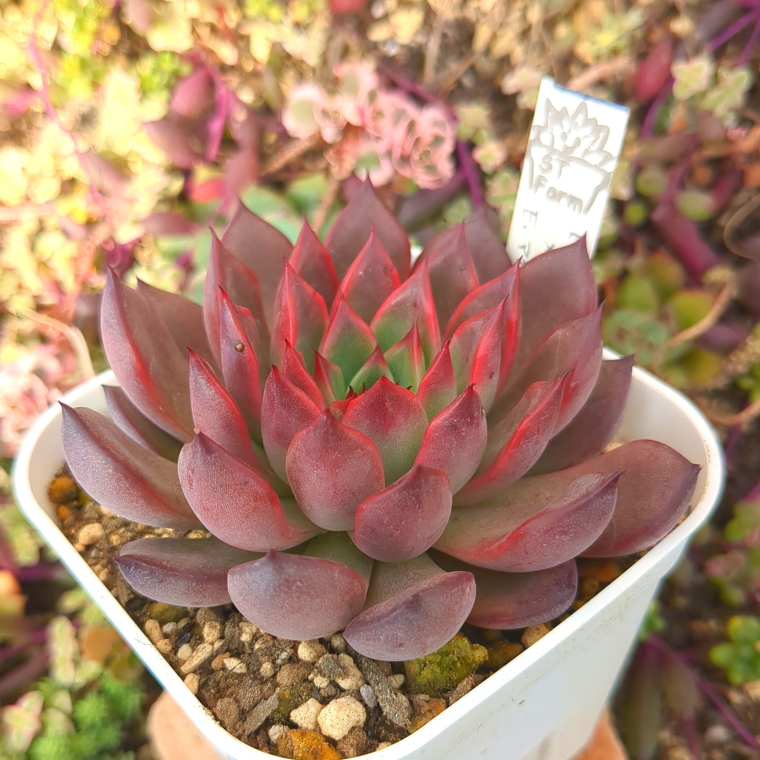 選抜前ST交配 エケベリア ピンクザラゴーサxアガボイデス ルブラ 実生