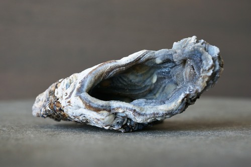 コンシャ・アゲート Concha Agate 2178