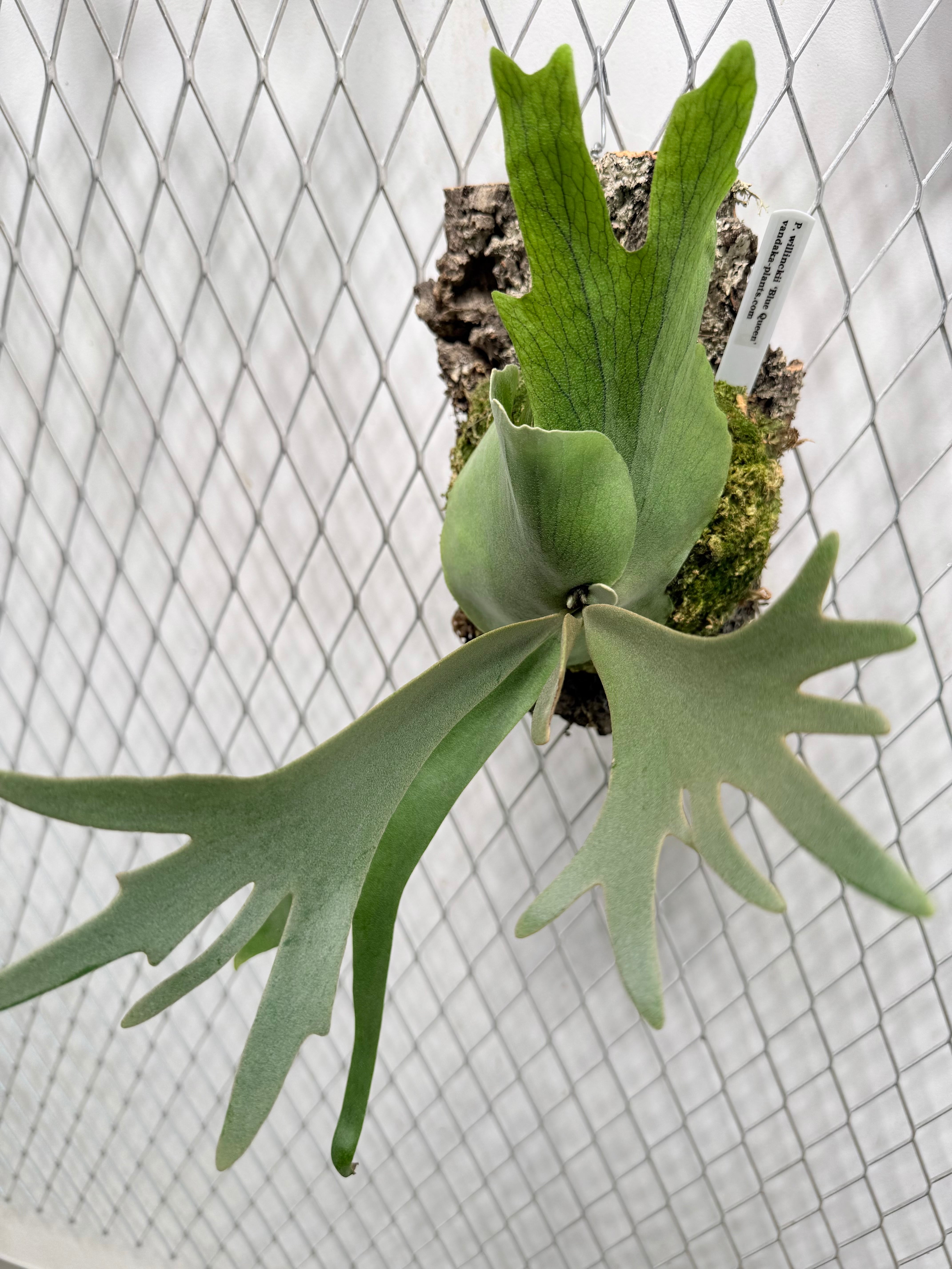 a) P. willinckii 'Blue Queen' ビカクシダ ウィリンキー 'ブルー