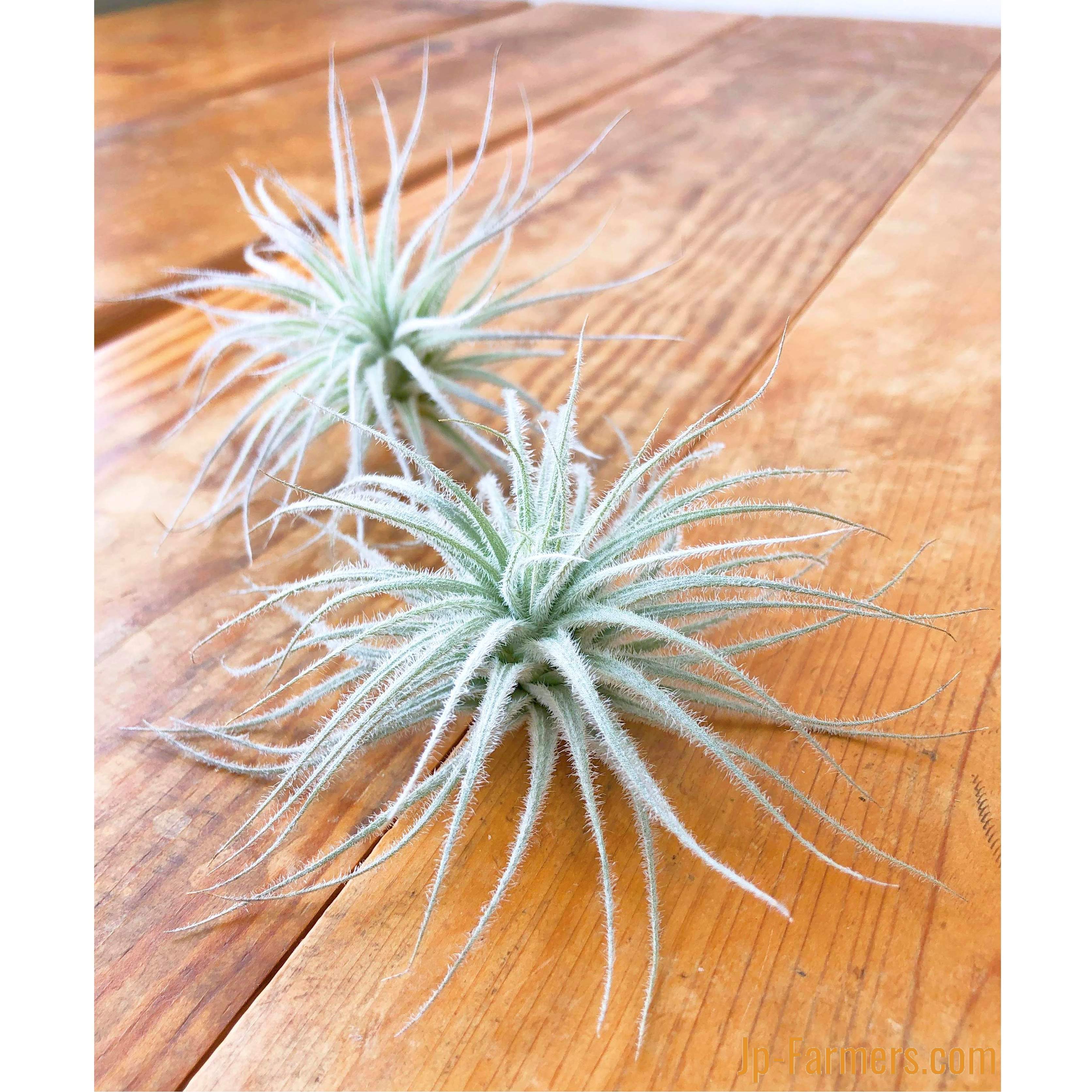 チランジア エアプランツ テクトラム Tillandsia Tectorum Jp Farmers Com