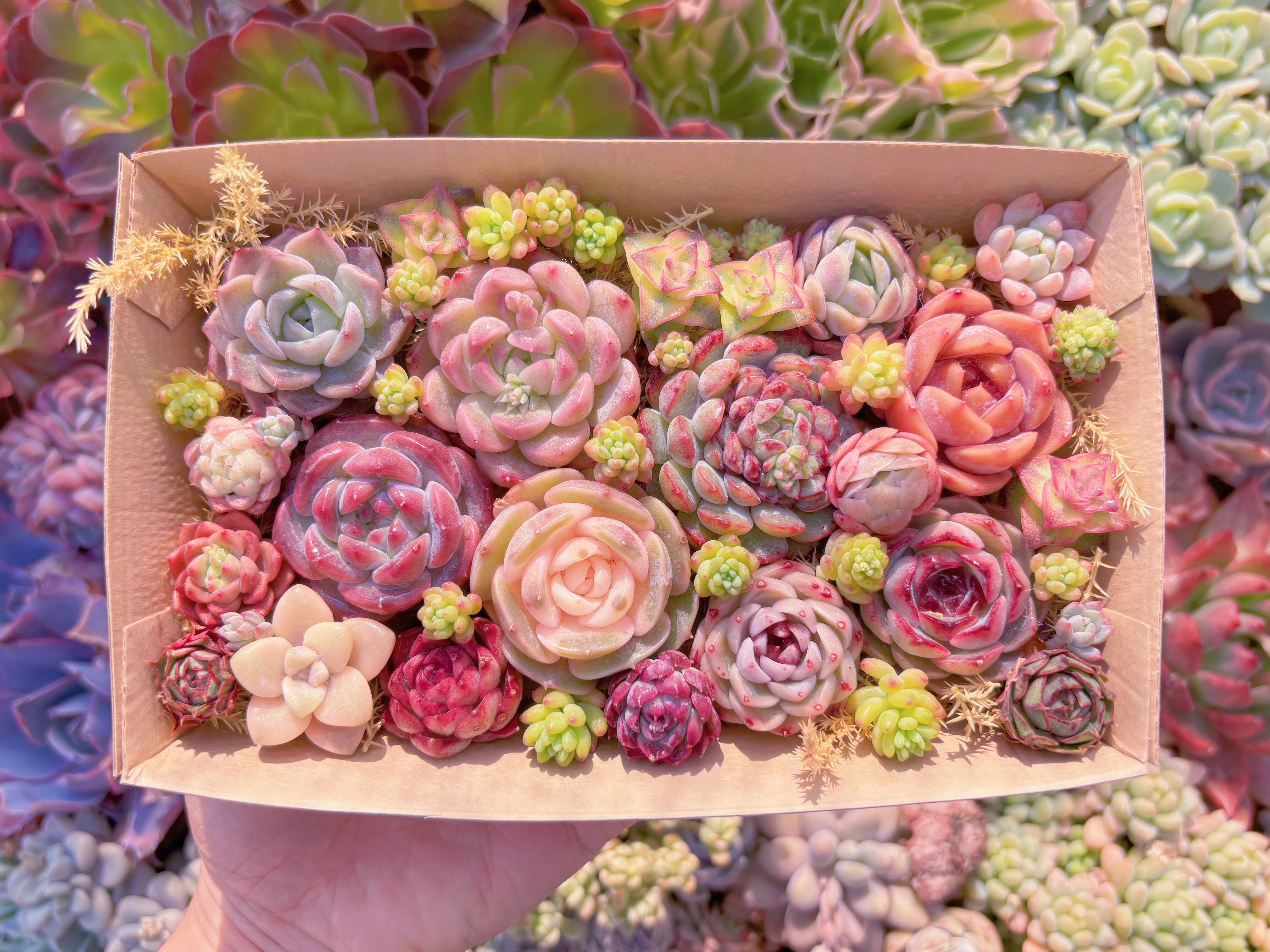 現品　寄せ植えセット#340　12cmx20cm　るる農園