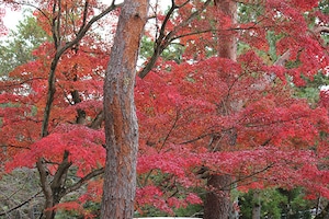 くれないの庭園