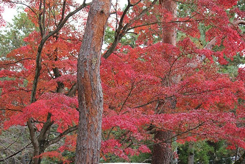 くれないの庭園