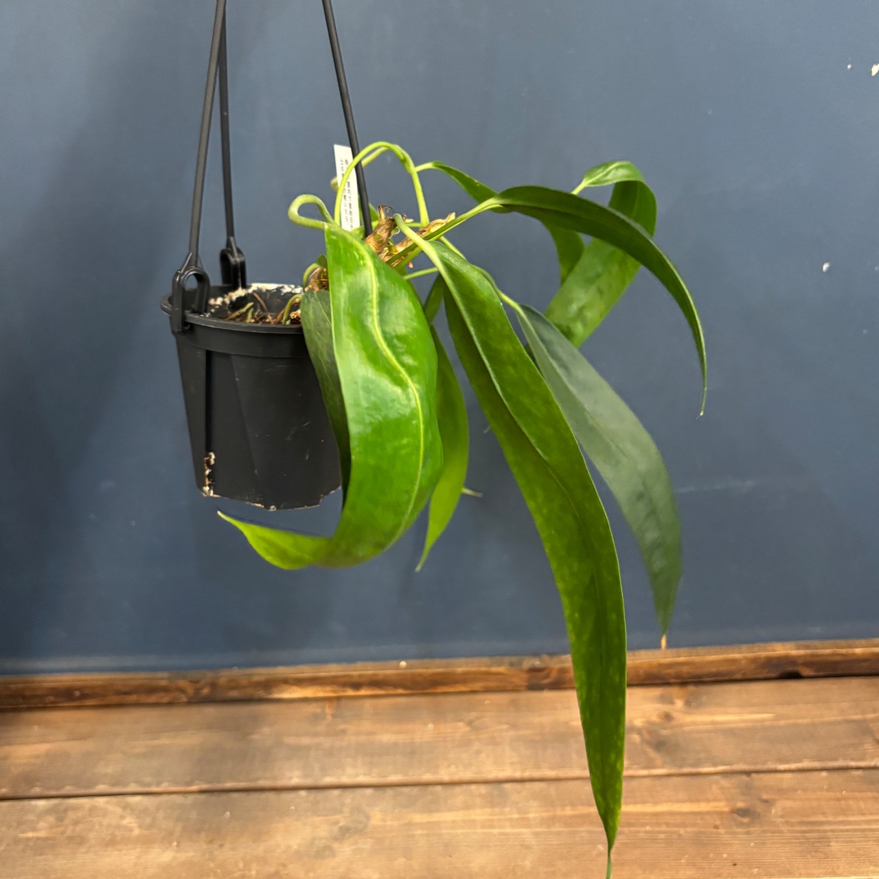 アンスリウム　ウェンドリンゲリ【920】