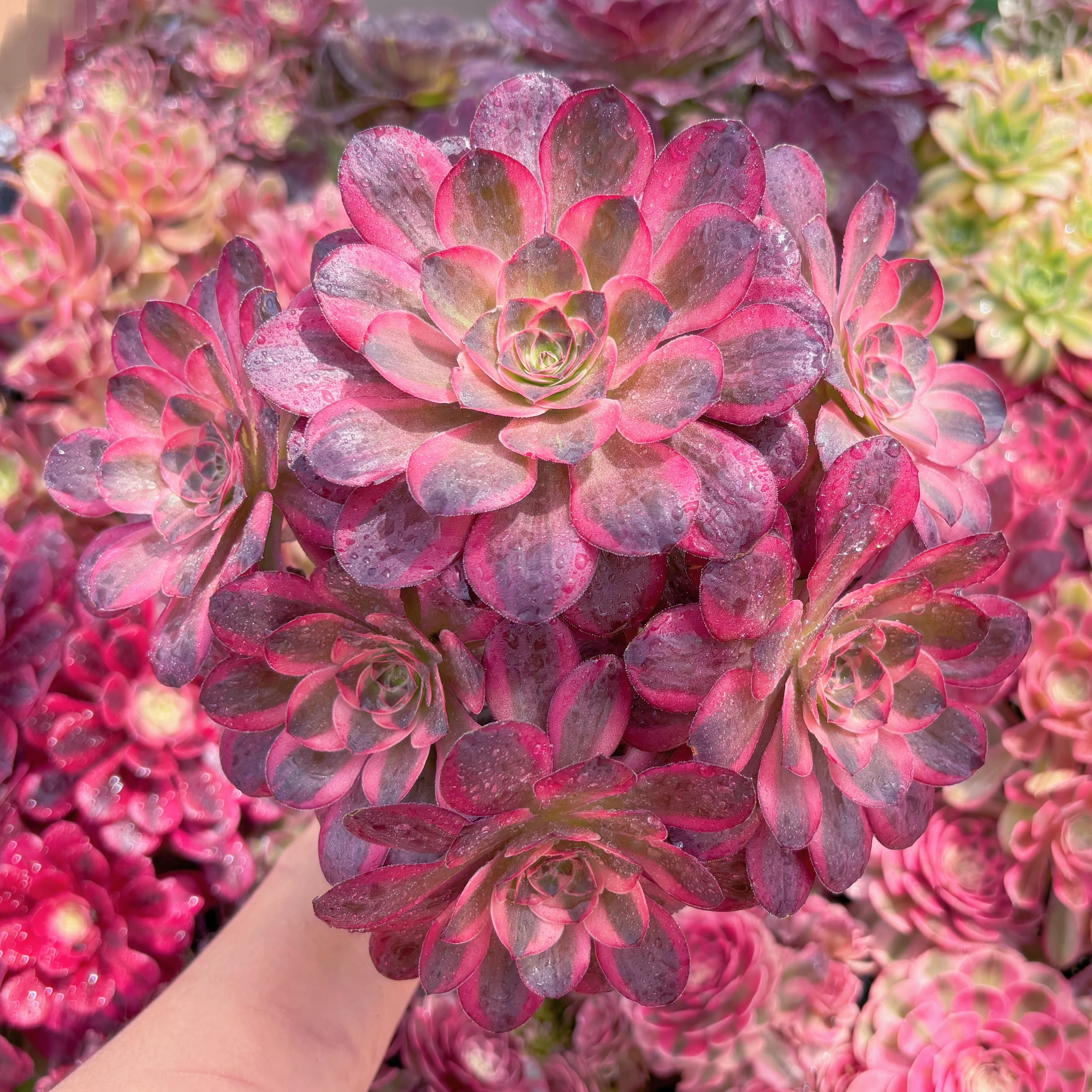 現品　魅金ローズ錦#F249　大群生　るる農園