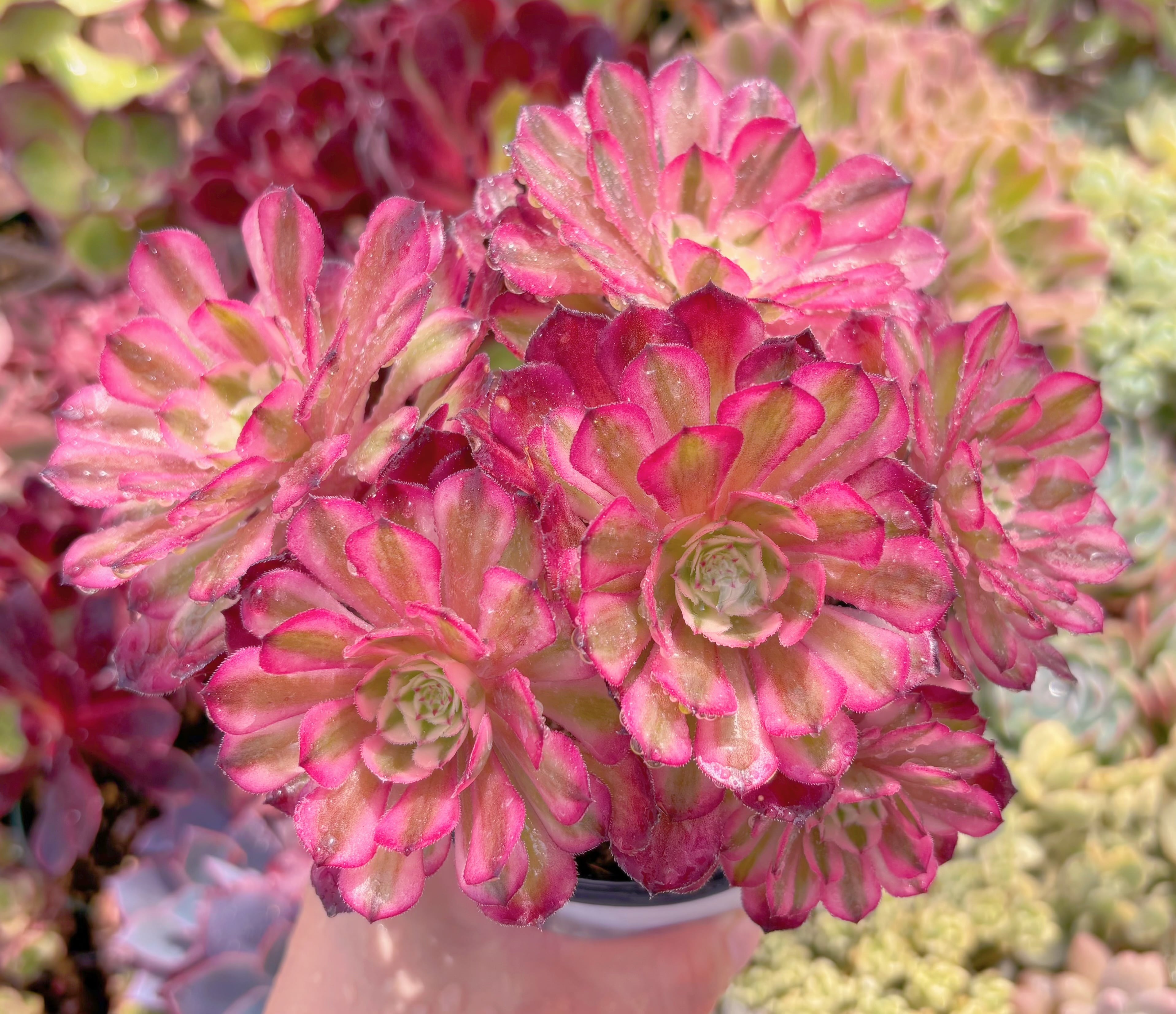 現品　ブラックチェリー#C50　群生　るる農園