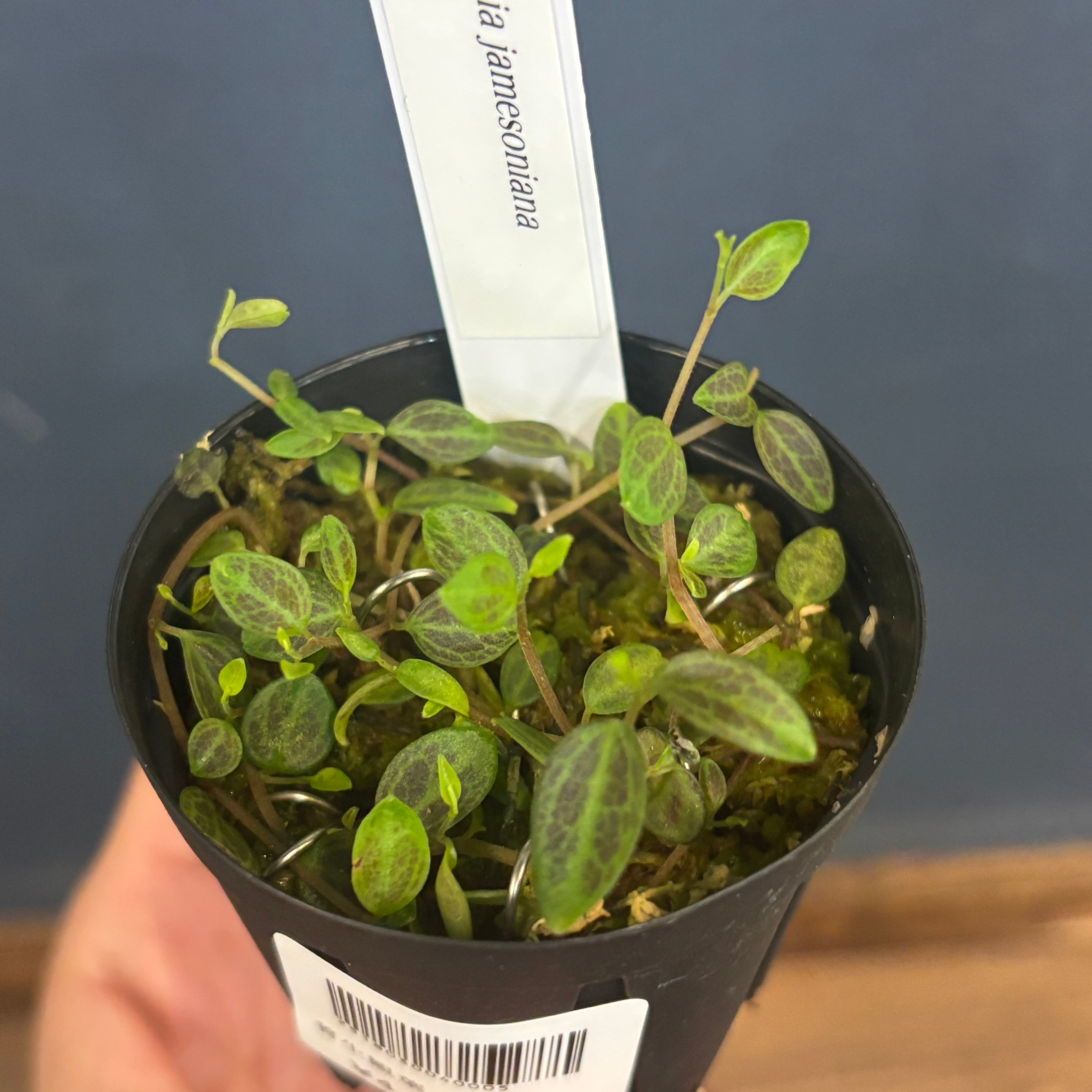 まさまる　アリ植物 伊藤蟻植物農園 | PROTOLEAF プロトリーフ