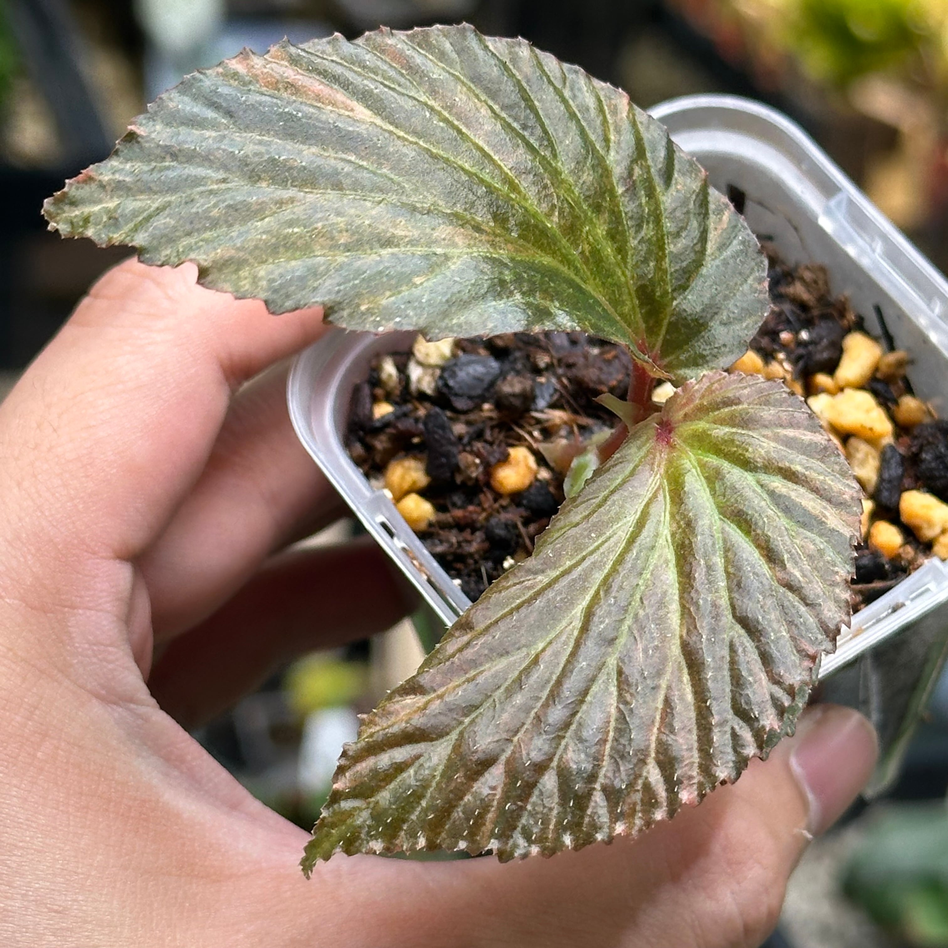 ベゴニア 出雲の煌星 斑入り -Begonia Izumo no Kiraboshi variegated